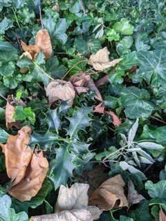 Ivy and holly close-up