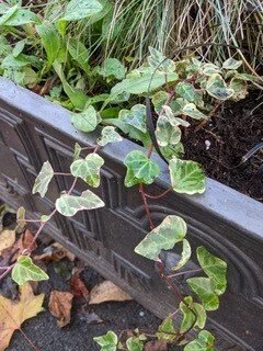 Youthful ivy leaves