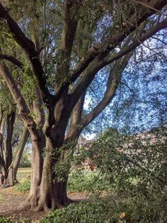 Ivy growing on the tree