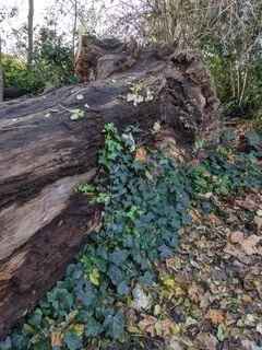 Ivy on the fallen tree. Ivy was thought to provide protection from evil when growing on or near to a dwelling. However, if it should die or fall down, then misfortune would fall upon those therein.