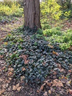 Ivy floor cover