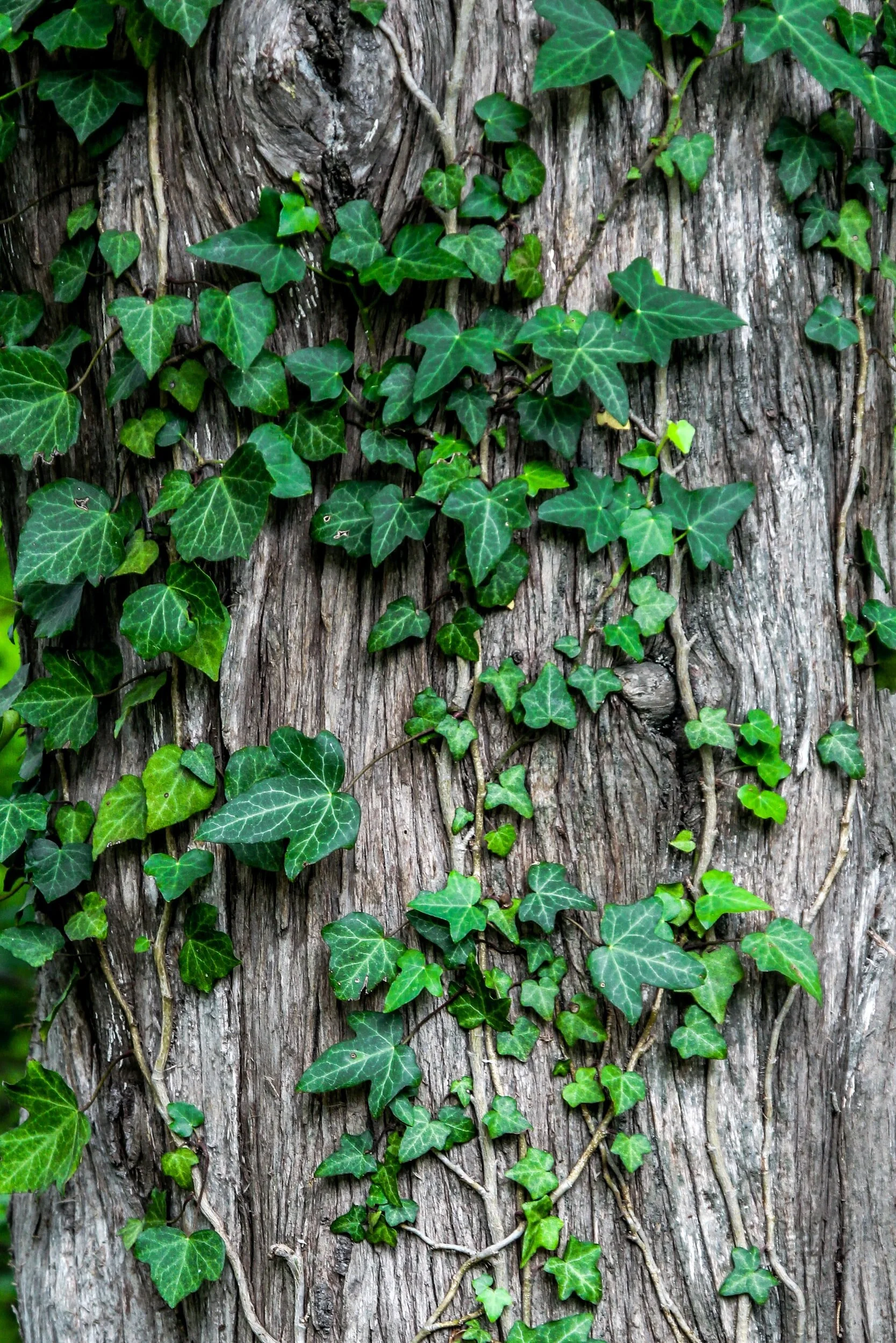 Ivy is the only European representative of the Araliaceae family. As such, it is a relative of the Far East's ginseng.