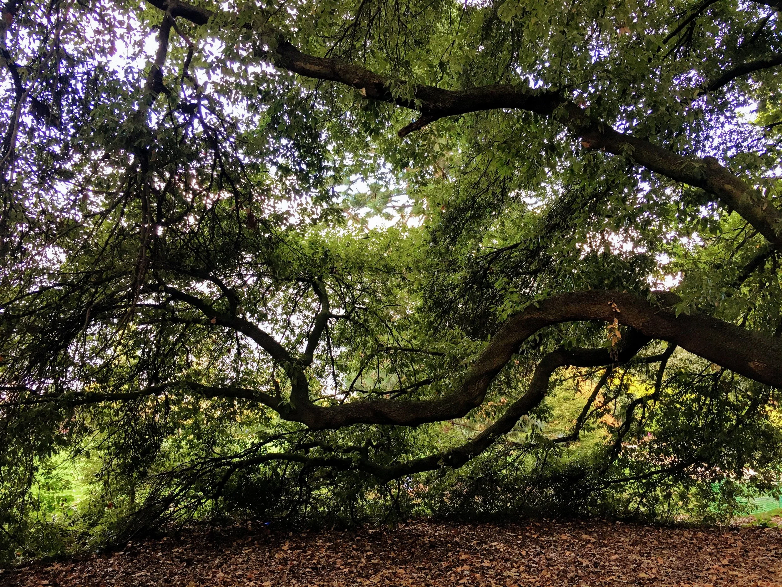 The Holm Oak. Photo credits to Kathleen McCulloch
