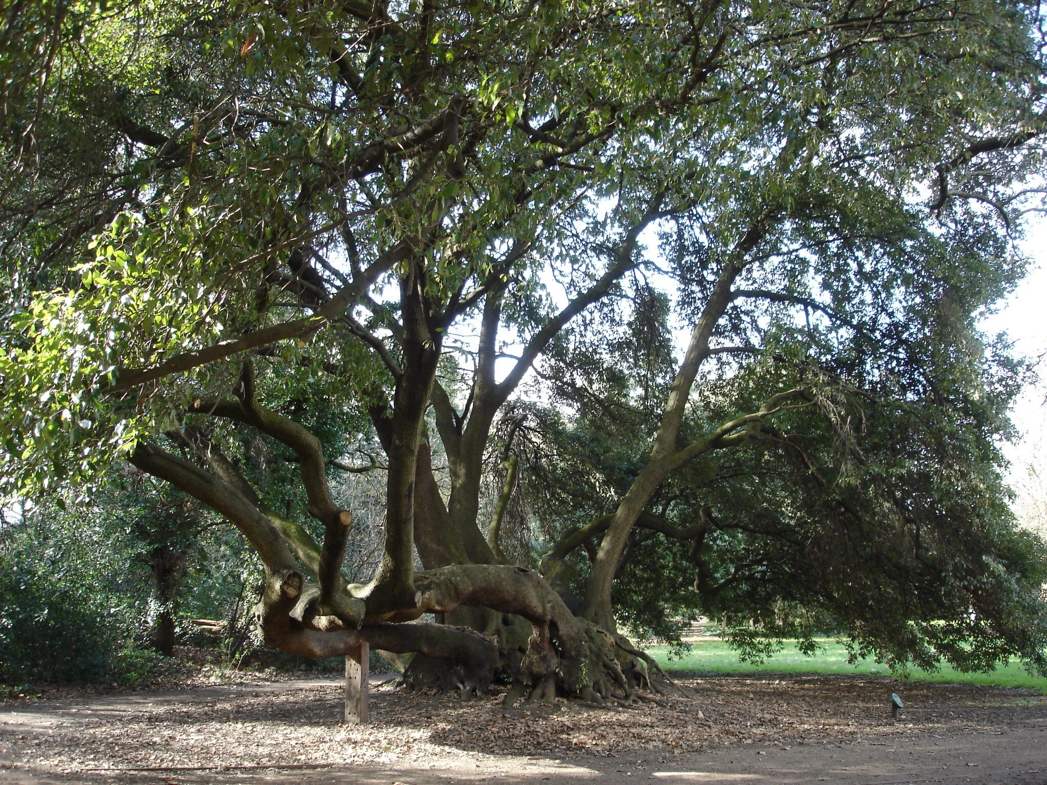 Tree.JPG