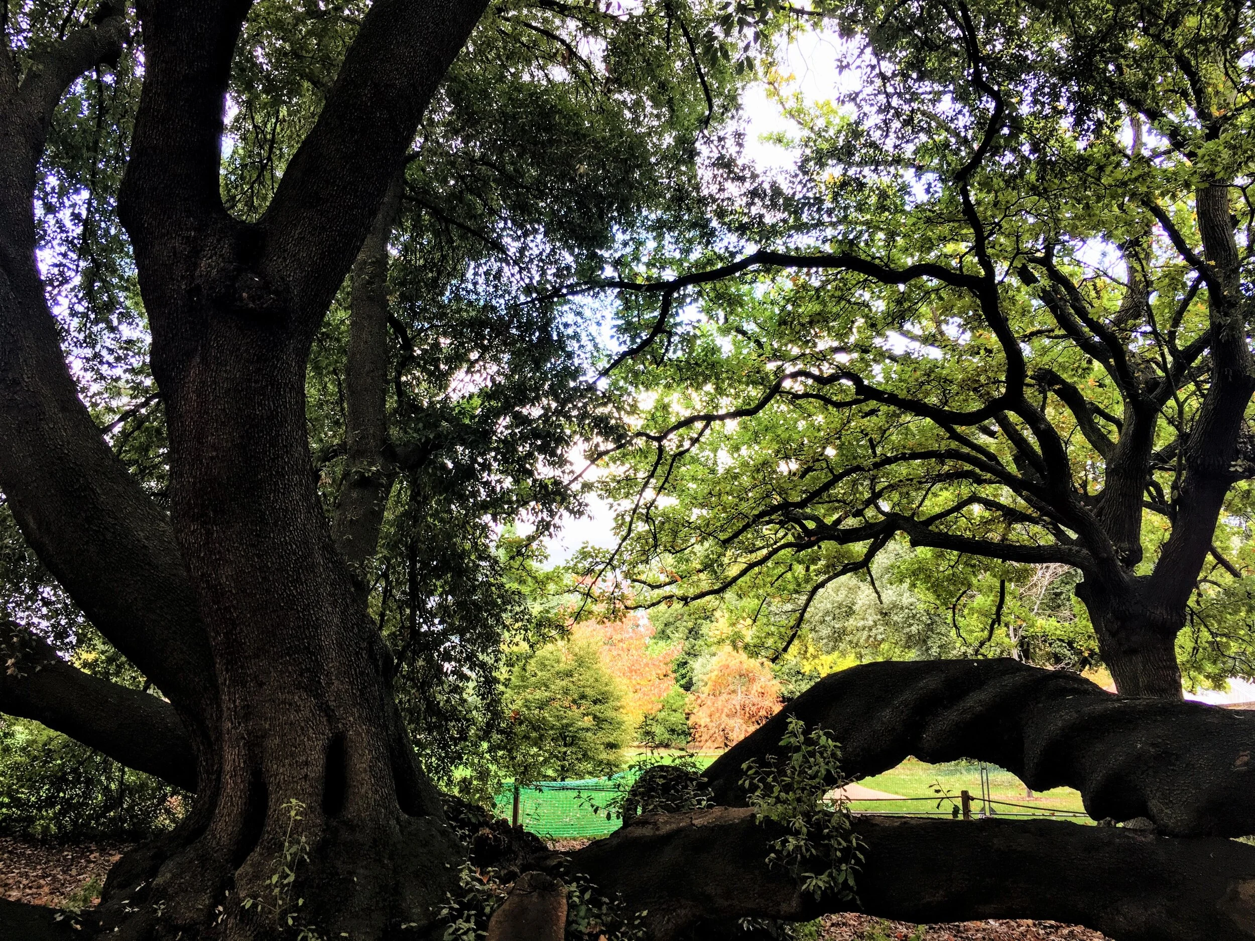 The Holm Oak. Photo credits to Kathleen McCulloch