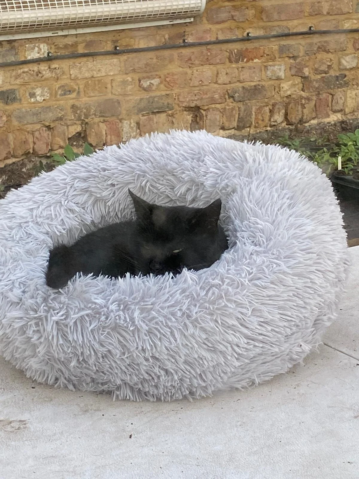 Needless to say Edmund helped by staying in his bed, out of the way!