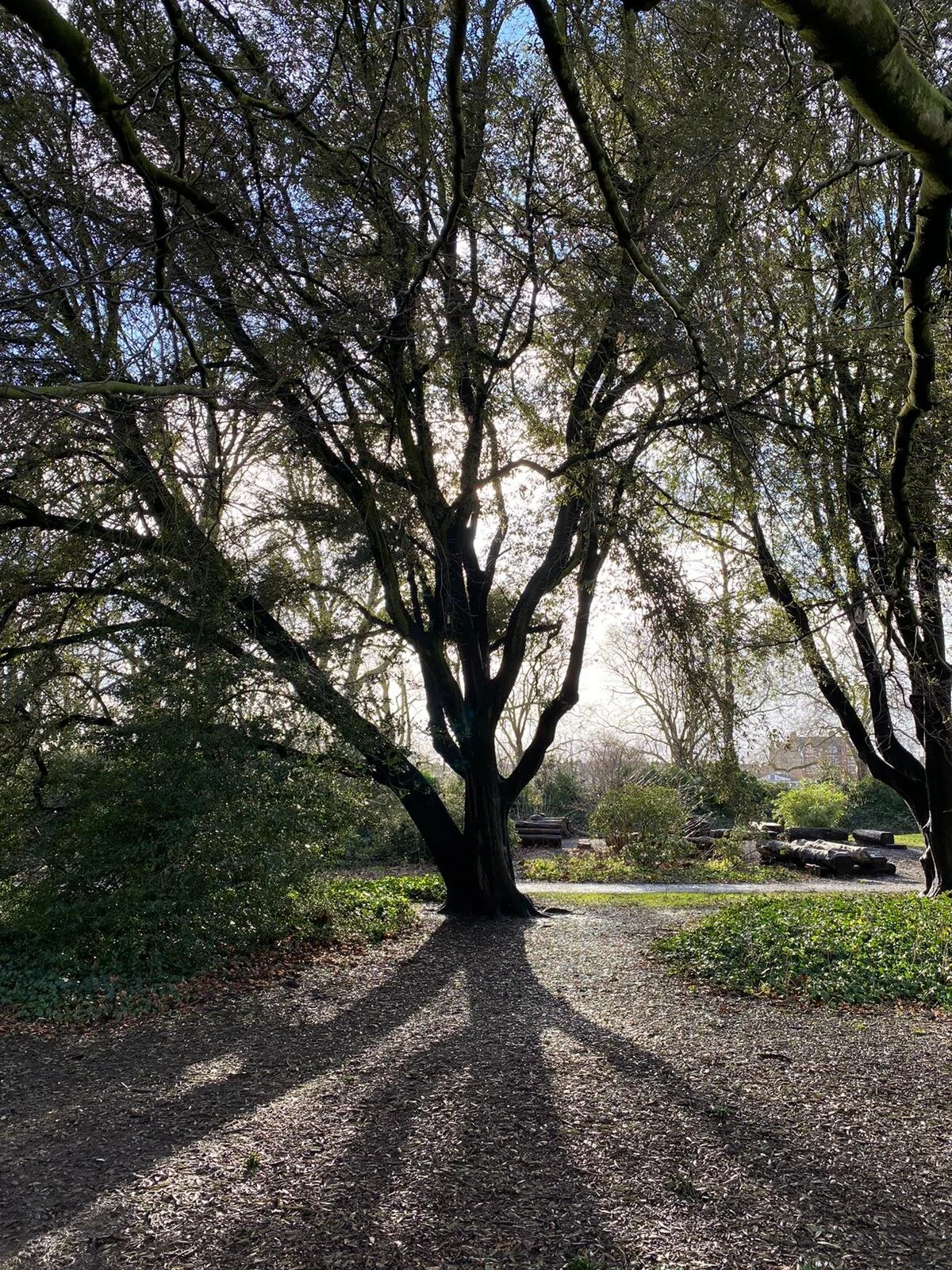 A mighty shadow: Looking towards the natural play area and Bishop’s Park from the Palace main lawn