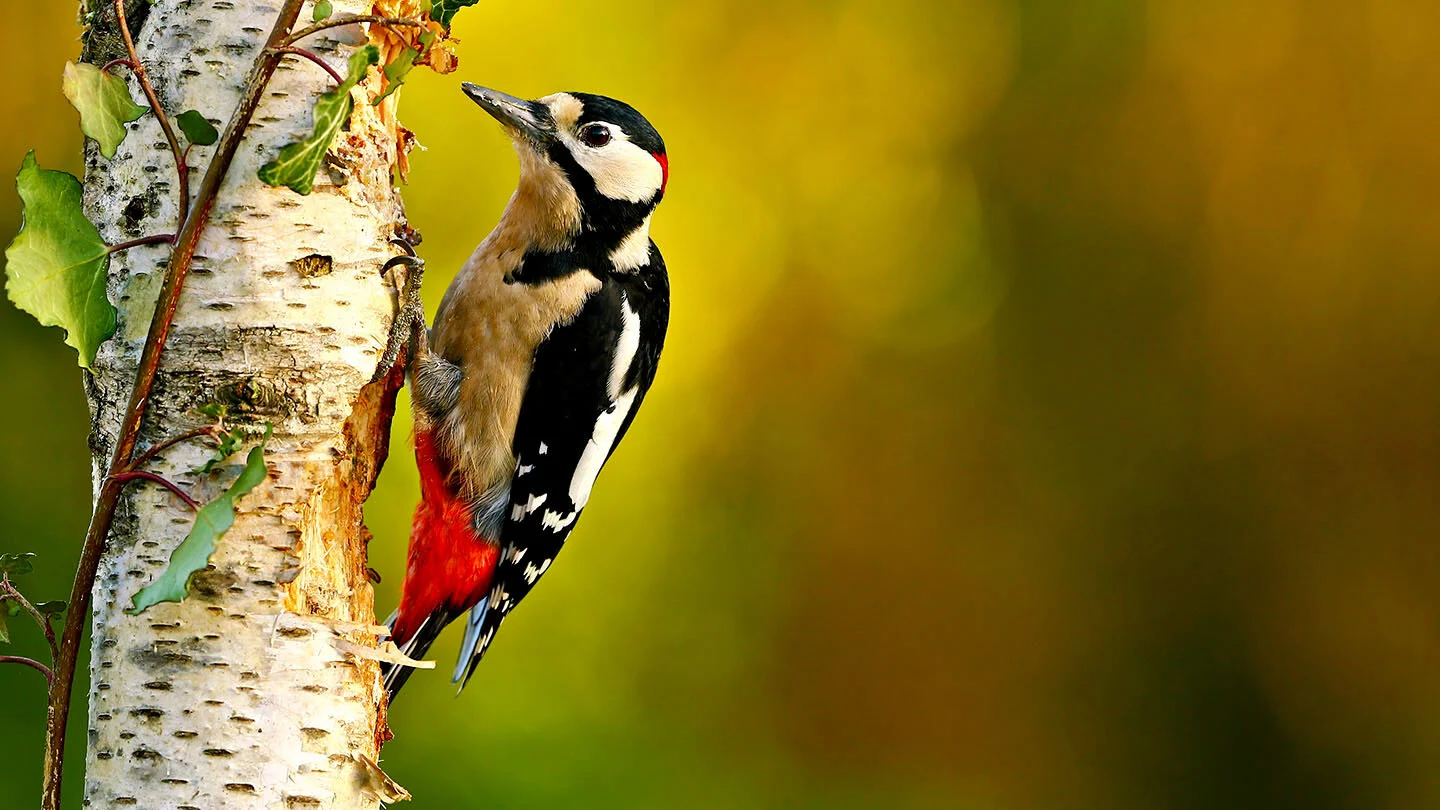 Great spotted woodpecker, Woodland Trust image