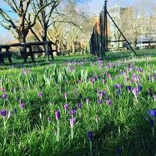 a meadow in Archbishops park.jpg