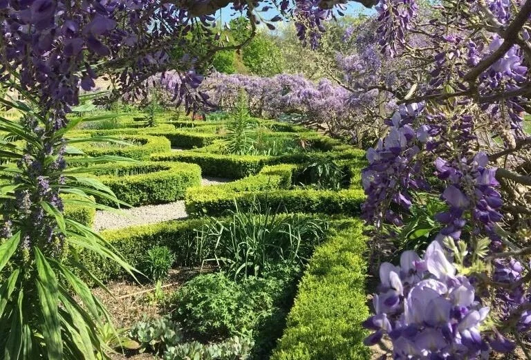 Close-up of the wisteria in the walled garden, with beautiful blue and purple flowers. (https://www.fulhampalace.org/news/wisteria-hysteria/ Wisteria Hysteria)