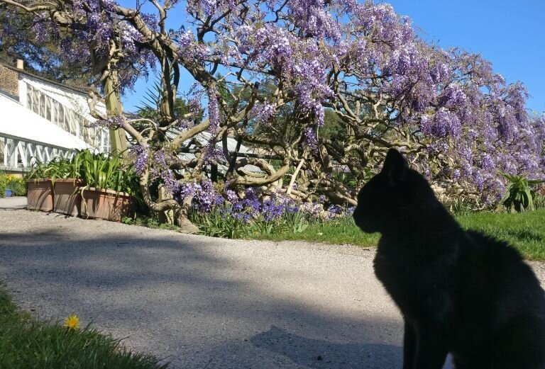 10 things you didn’t know about the Fulham Palace wisteria