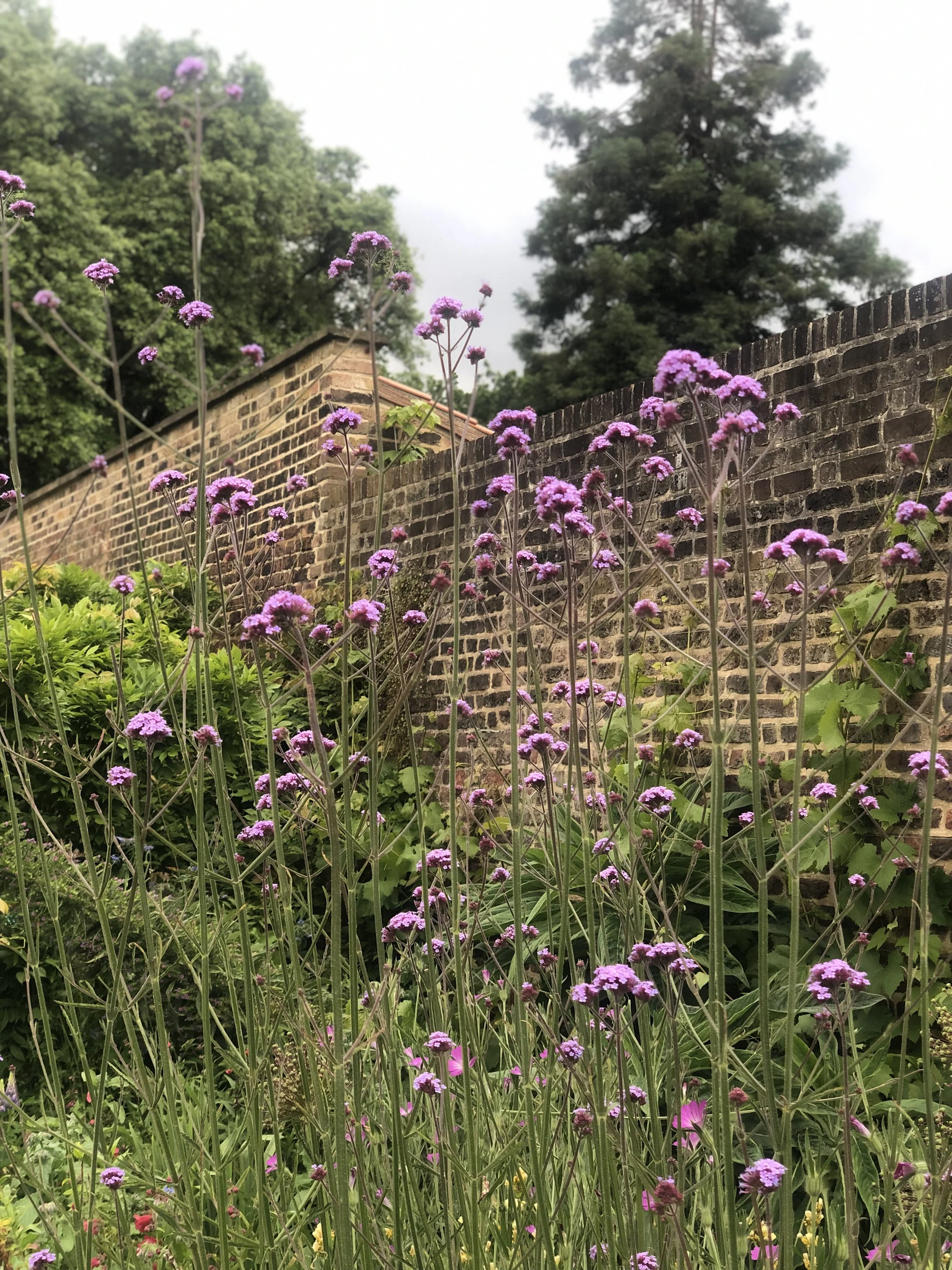 IMG_1093.jpeg