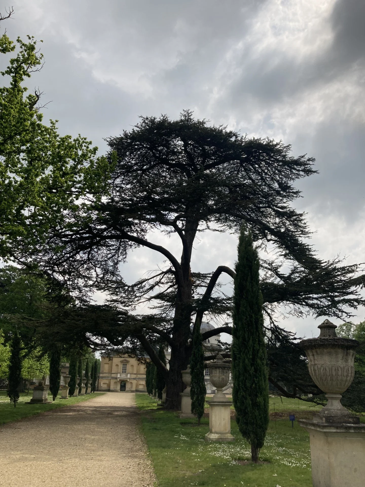Lebaonon cedar.jpg