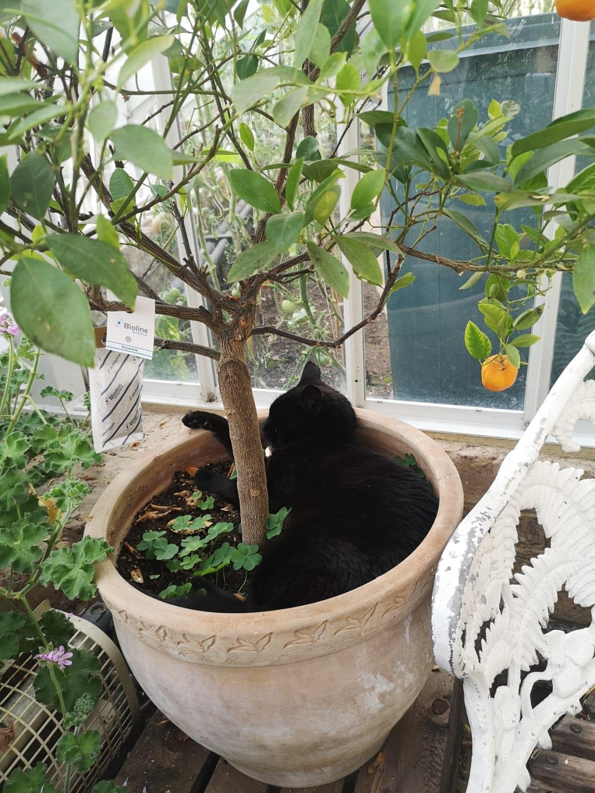 shared image (5).jpeg