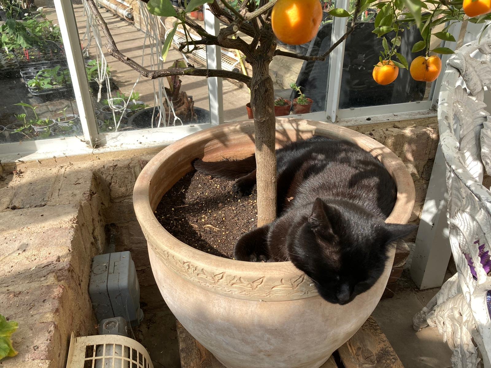 shared image (15).jpeg