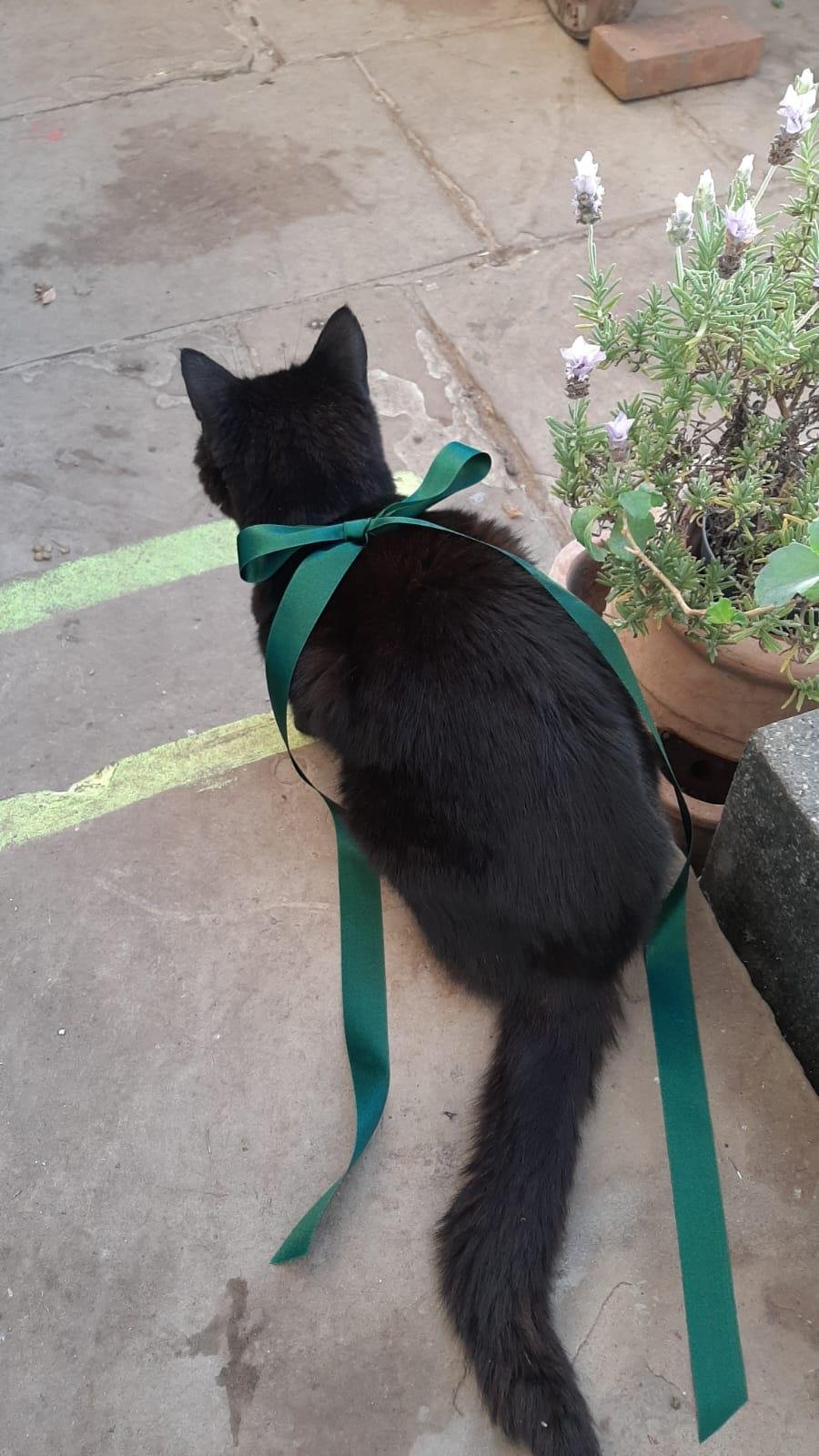 shared image (25).jpeg