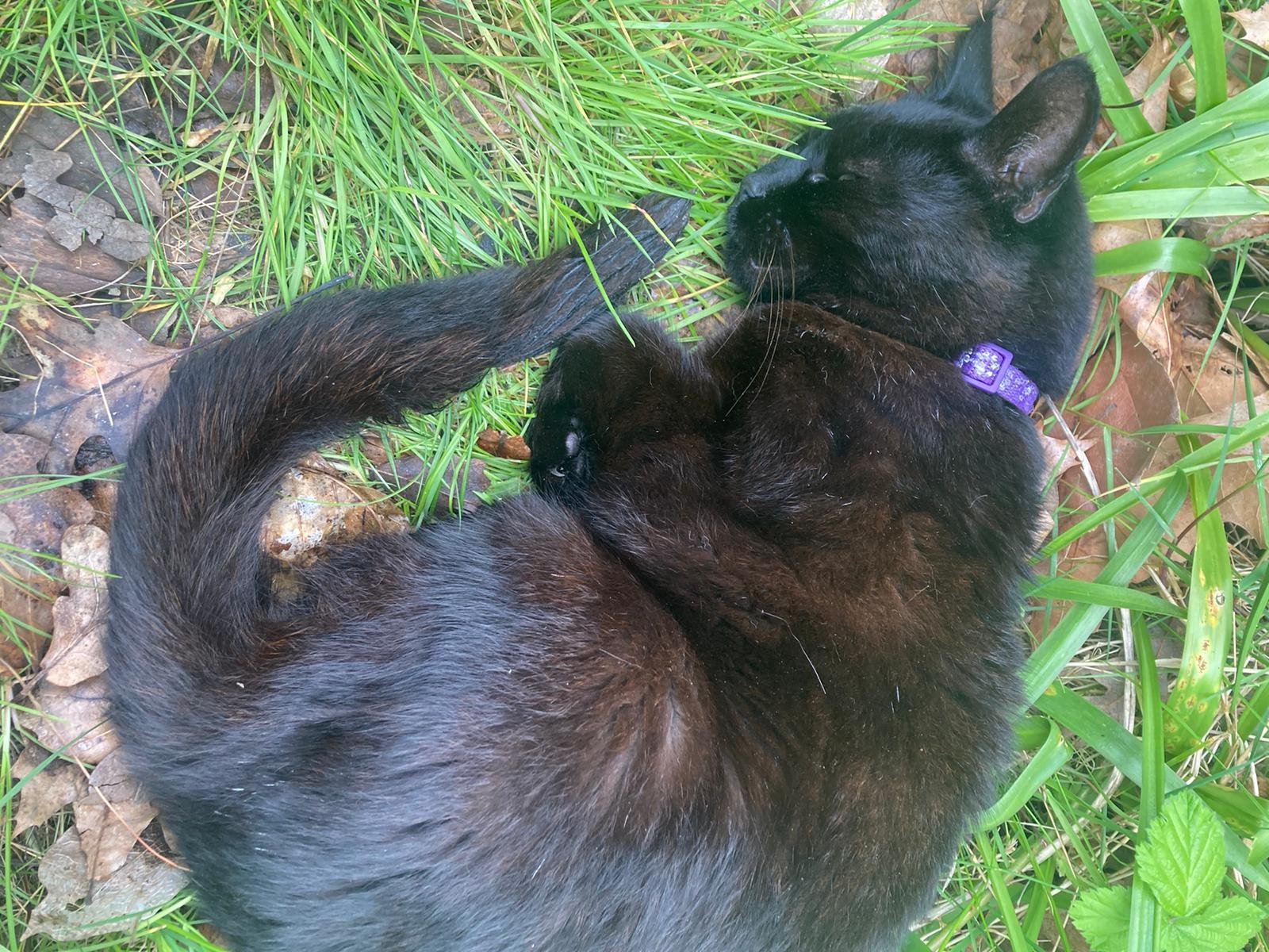 shared image (28).jpeg