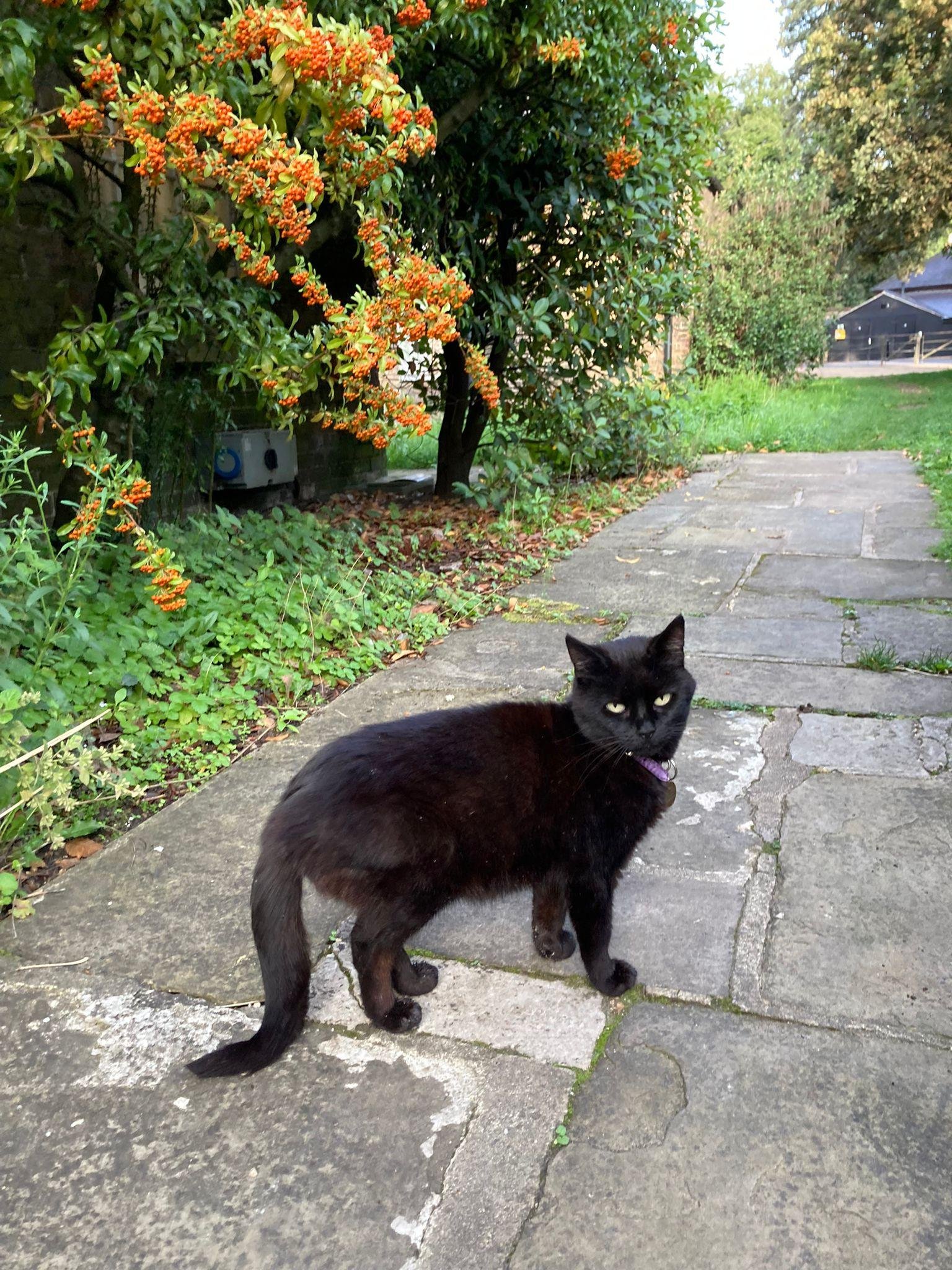 shared image (41).jpeg
