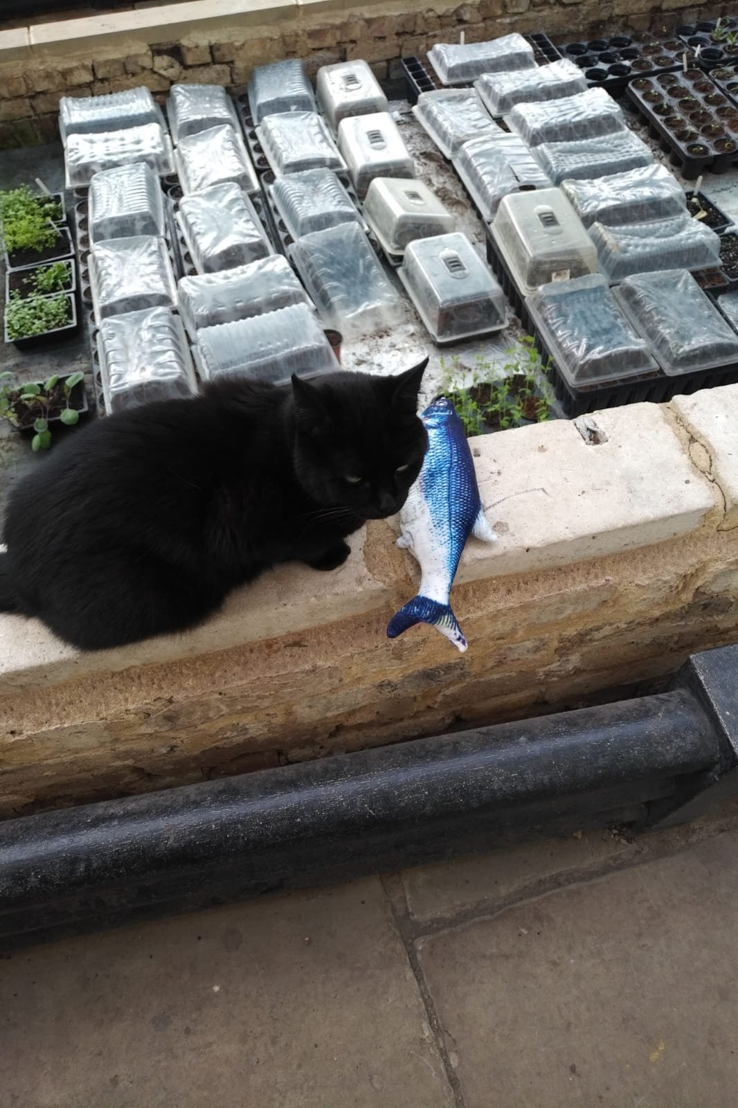 shared image (48).jpeg