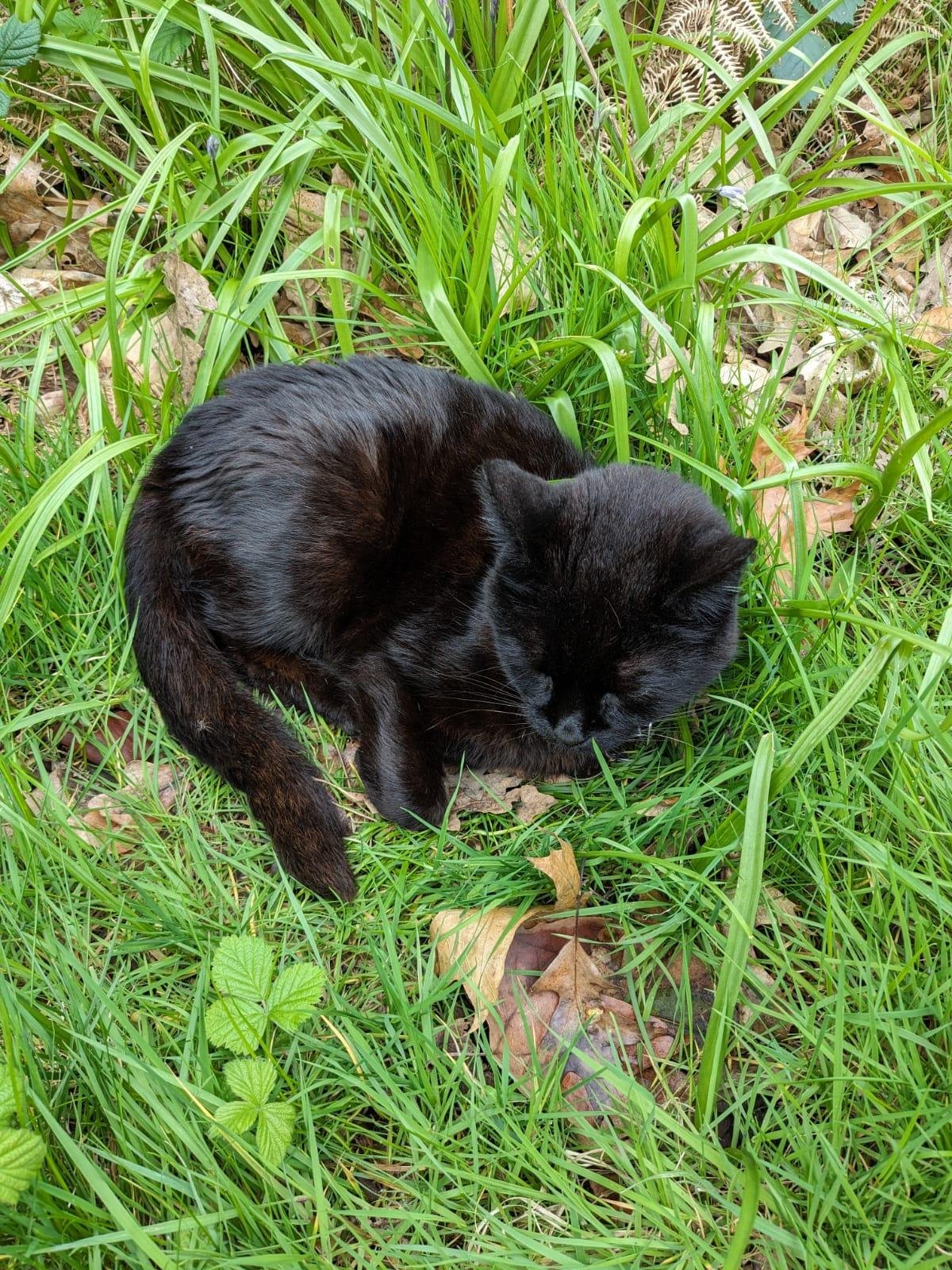 shared image (70).jpeg
