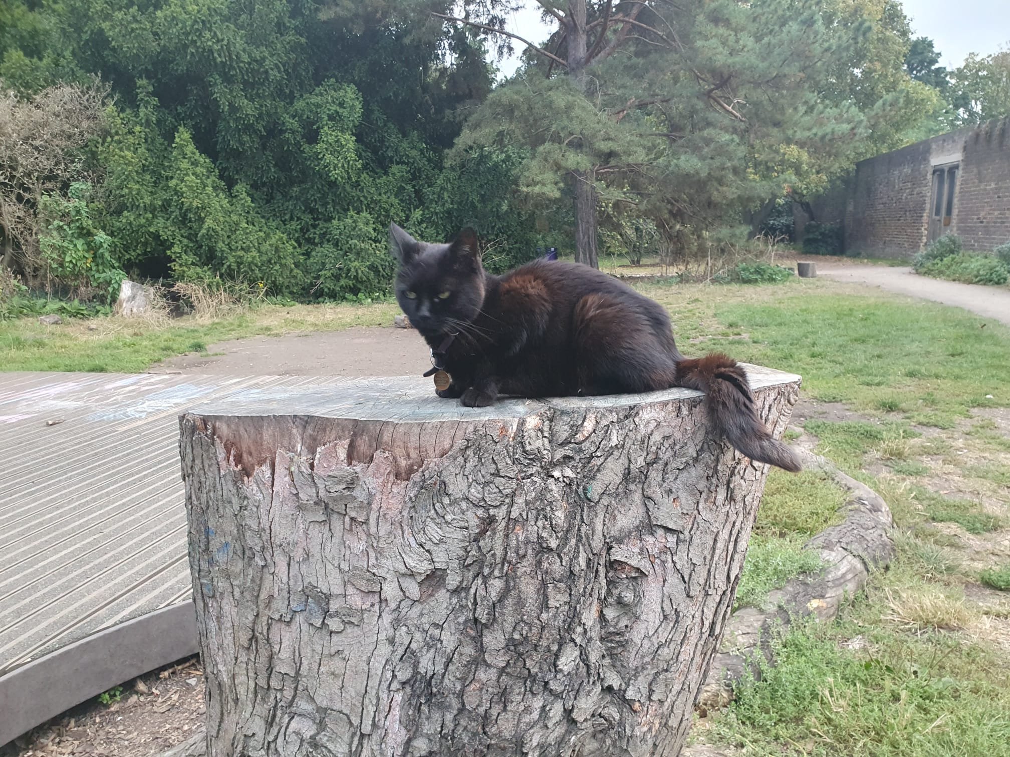 shared image (71).jpeg