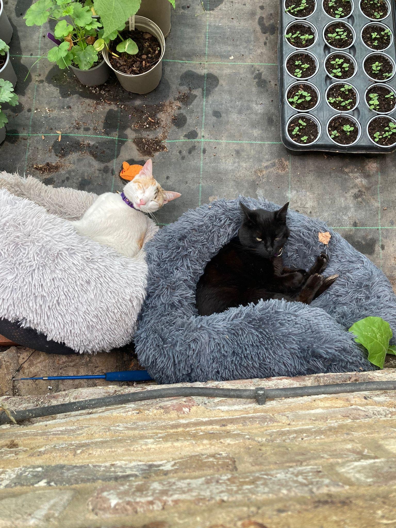 shared image (79).jpeg