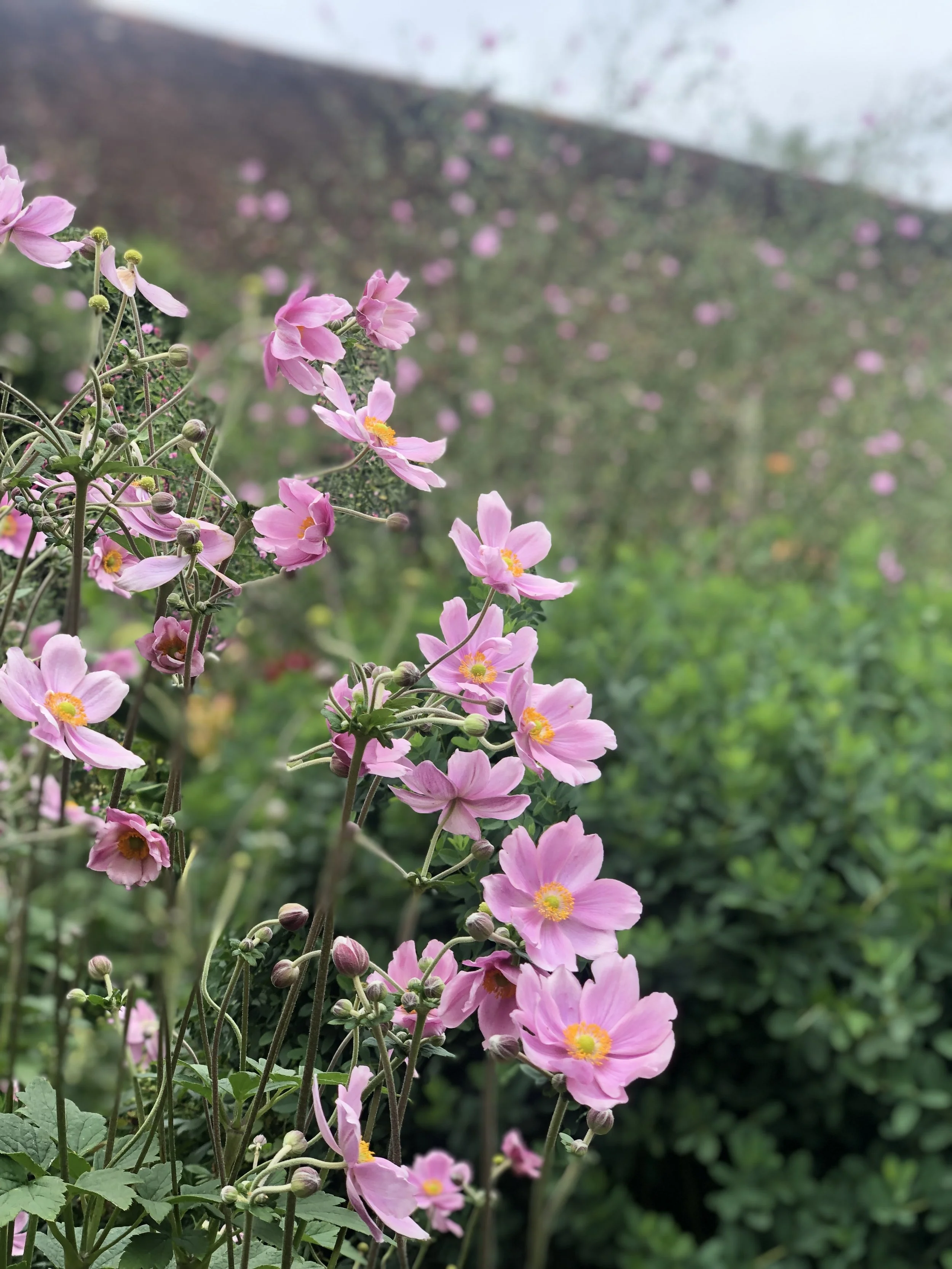 IMG_3687.jpeg