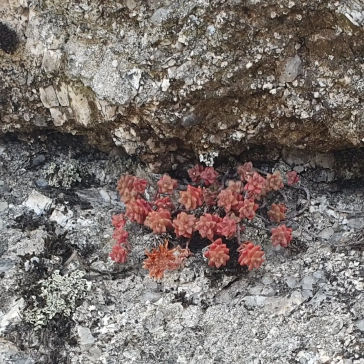 I came across these delicate pink succulents clinging to a vast granite tor in Dartmoor.

#designinspᴏ
#jewellerydesigning
#designinnature
#dartmoortors
#naturalstone