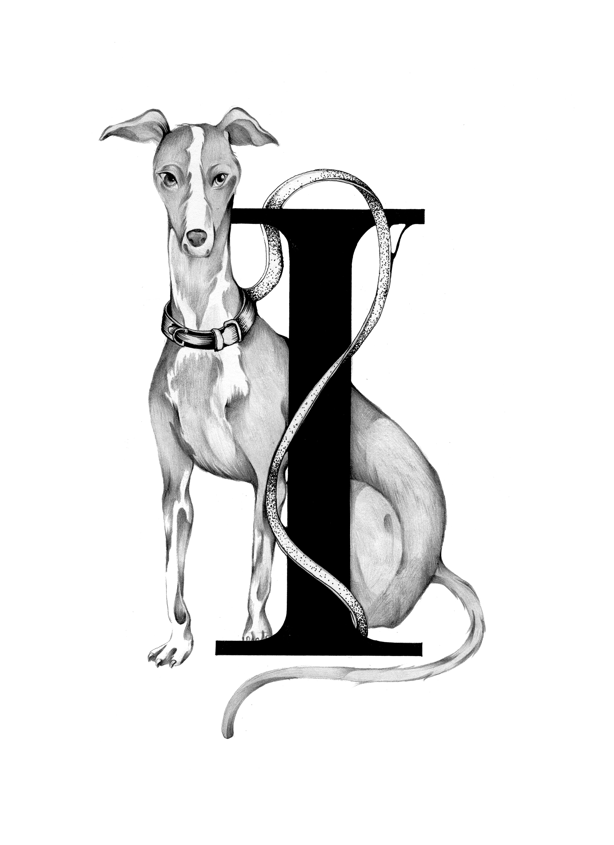 300 dpi-I Italian Greyhound.jpg