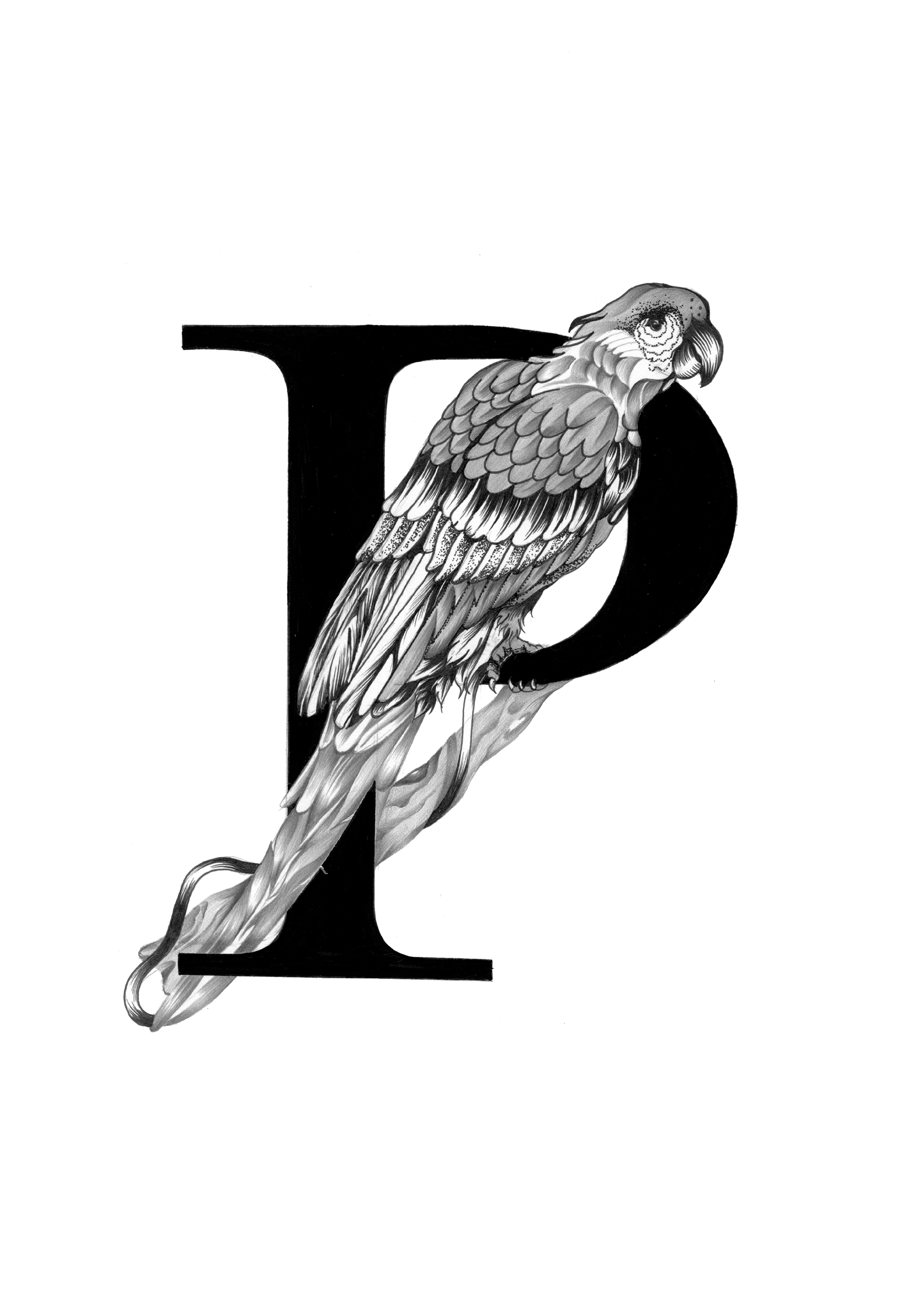 300 dpi-P Parrot.jpg