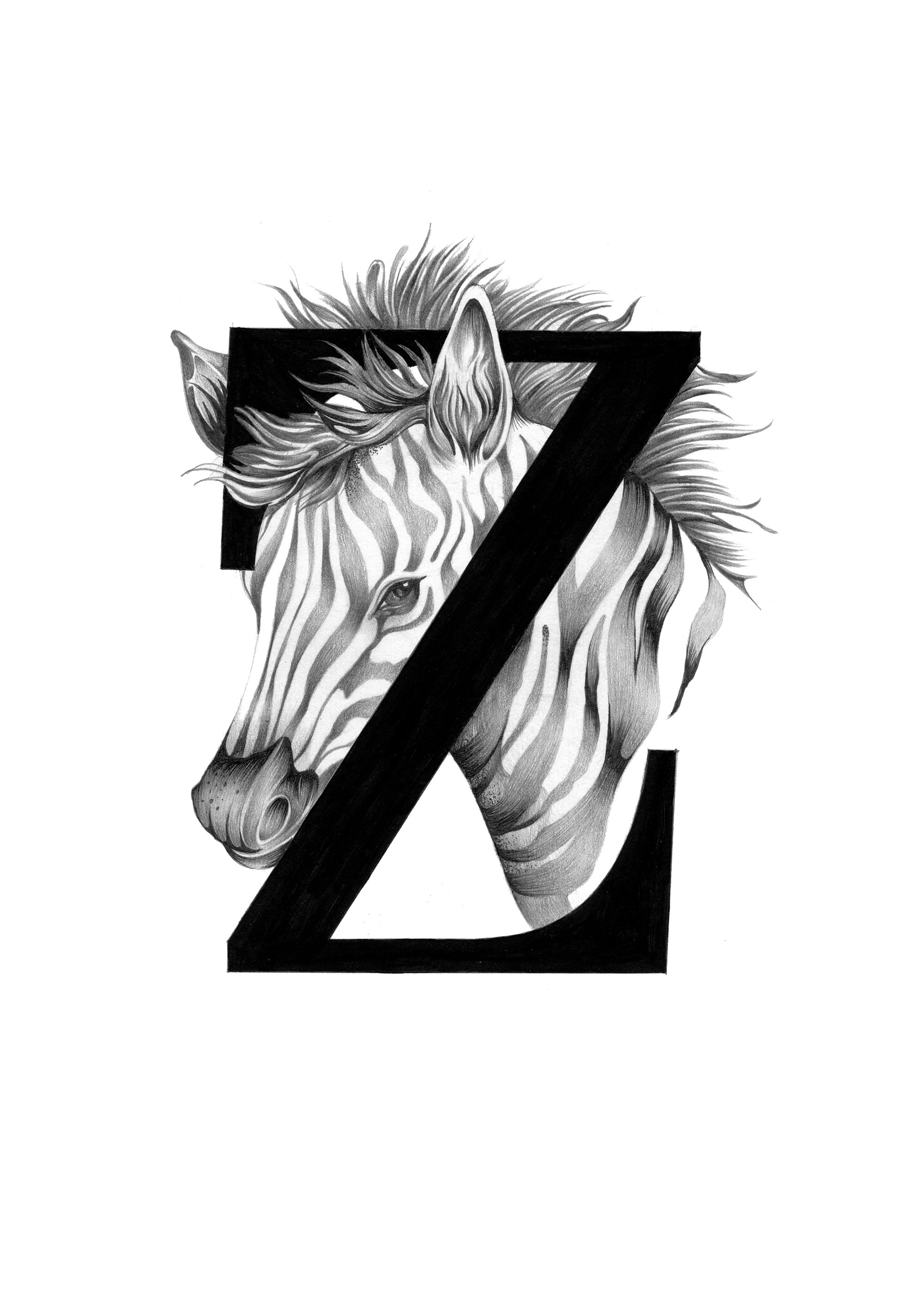 300 dpi-Z Zebra.jpg
