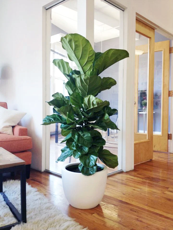 _fiddle leaf fig_The Sill copy.jpg
