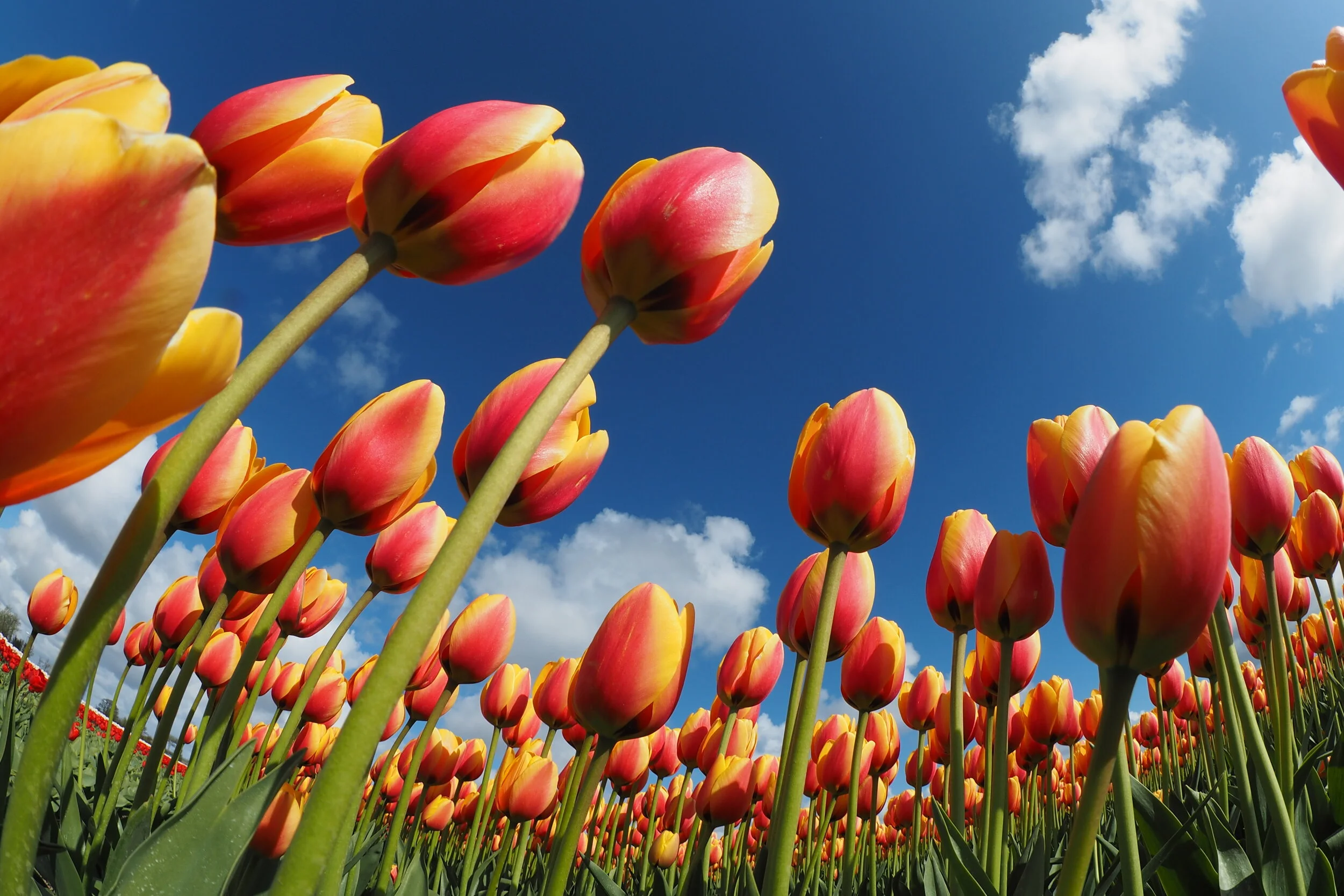 Tulip