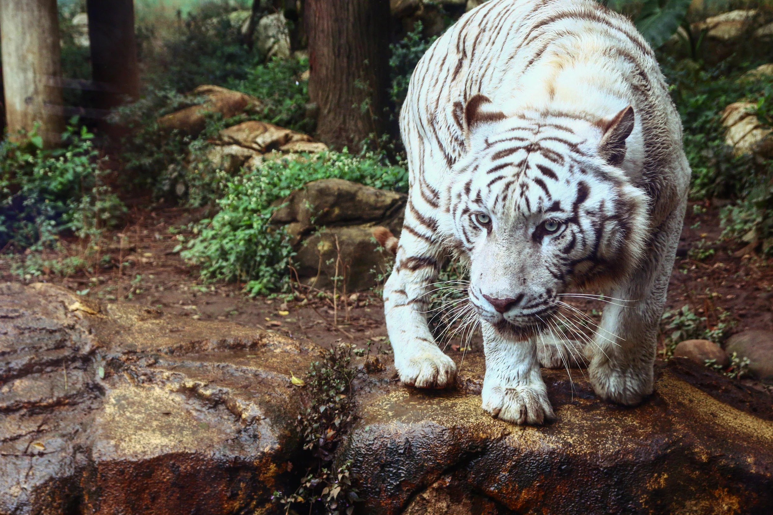 White Tiger