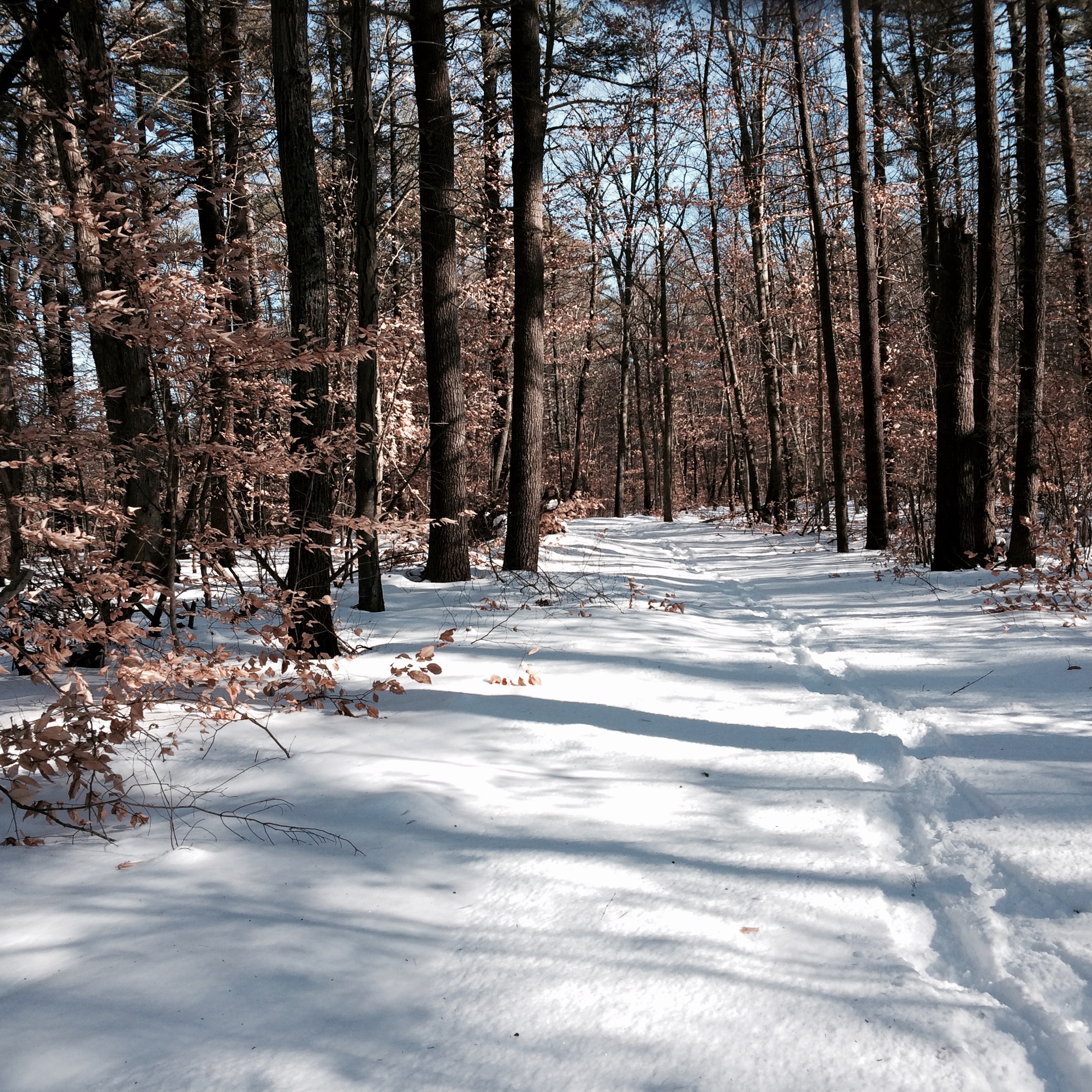I find this trail so peaceful. For my regular readers... "my" wood frogs are frozen solid, hiding under leaves and logs all through these woods.