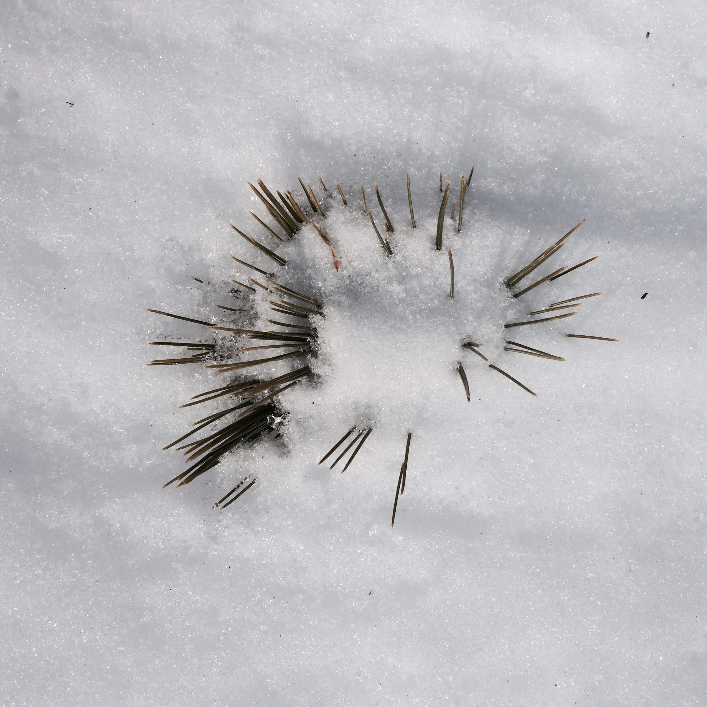 It's really bundles of white pine needles that landed at just the right angle to resemble an urchin.