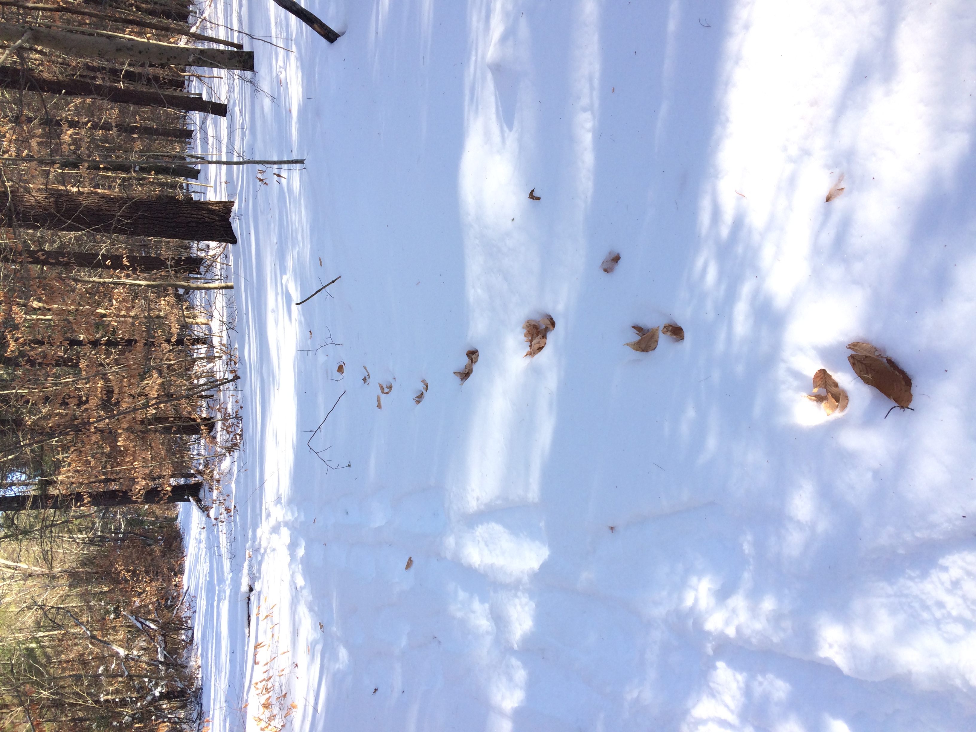 A deer left tracks, then the wind blew leaves into the tracks.