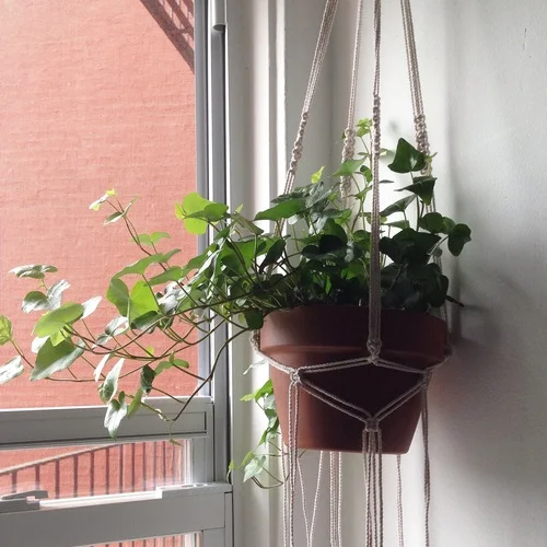 Macrame Plant Hanger