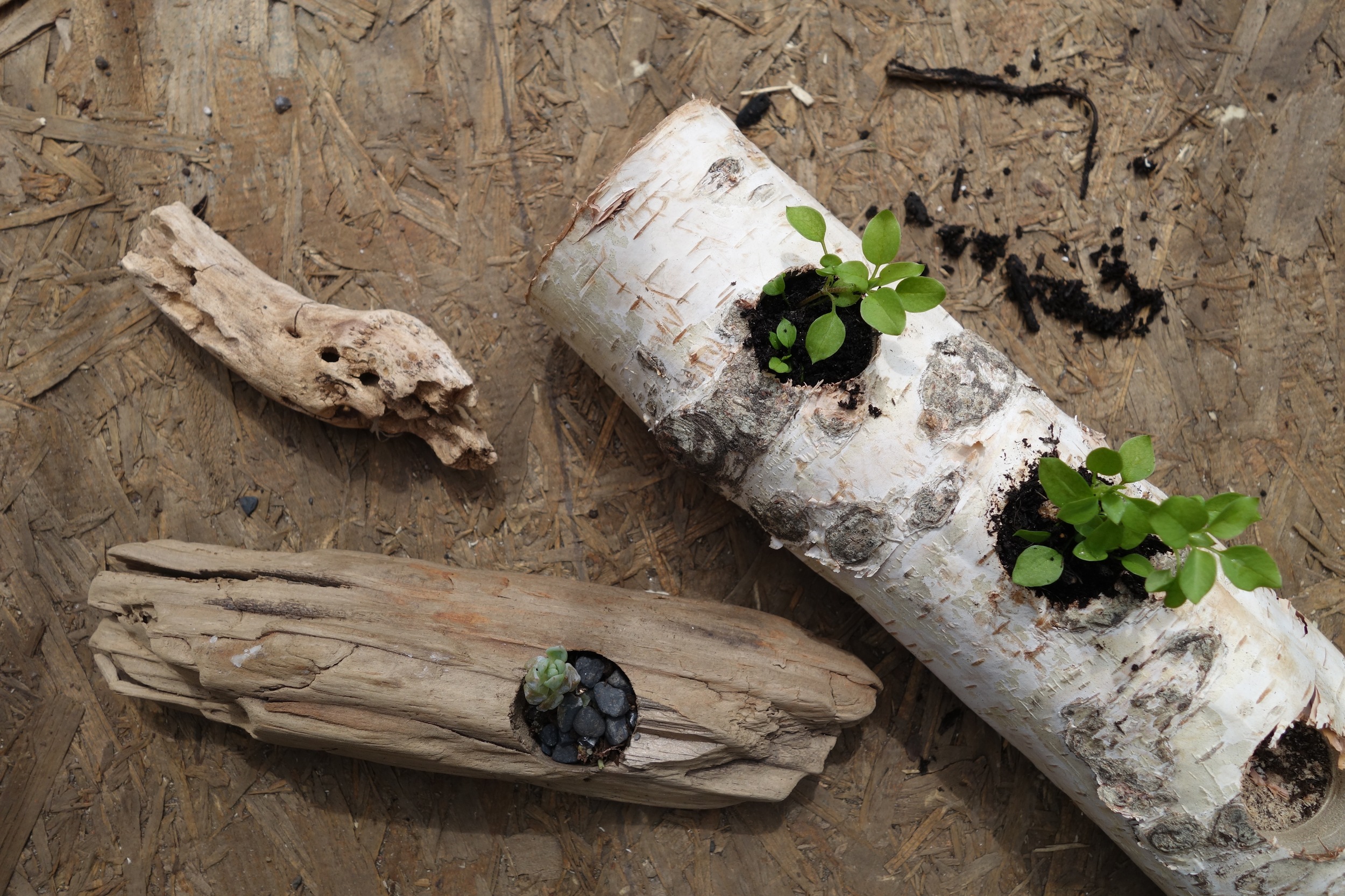 For April's craft, we made planters for small plants and succulents from pieces of wood and foraged branches. As the spring season awakens the plant life around us, it's nice to add touches of plant life around the home. These small planters made from repurposed wood are a great craft to make collectively, and the creative possibilities are endless. Find some wood that you like the look of and gather your succulents or small weeds and try out this craft.