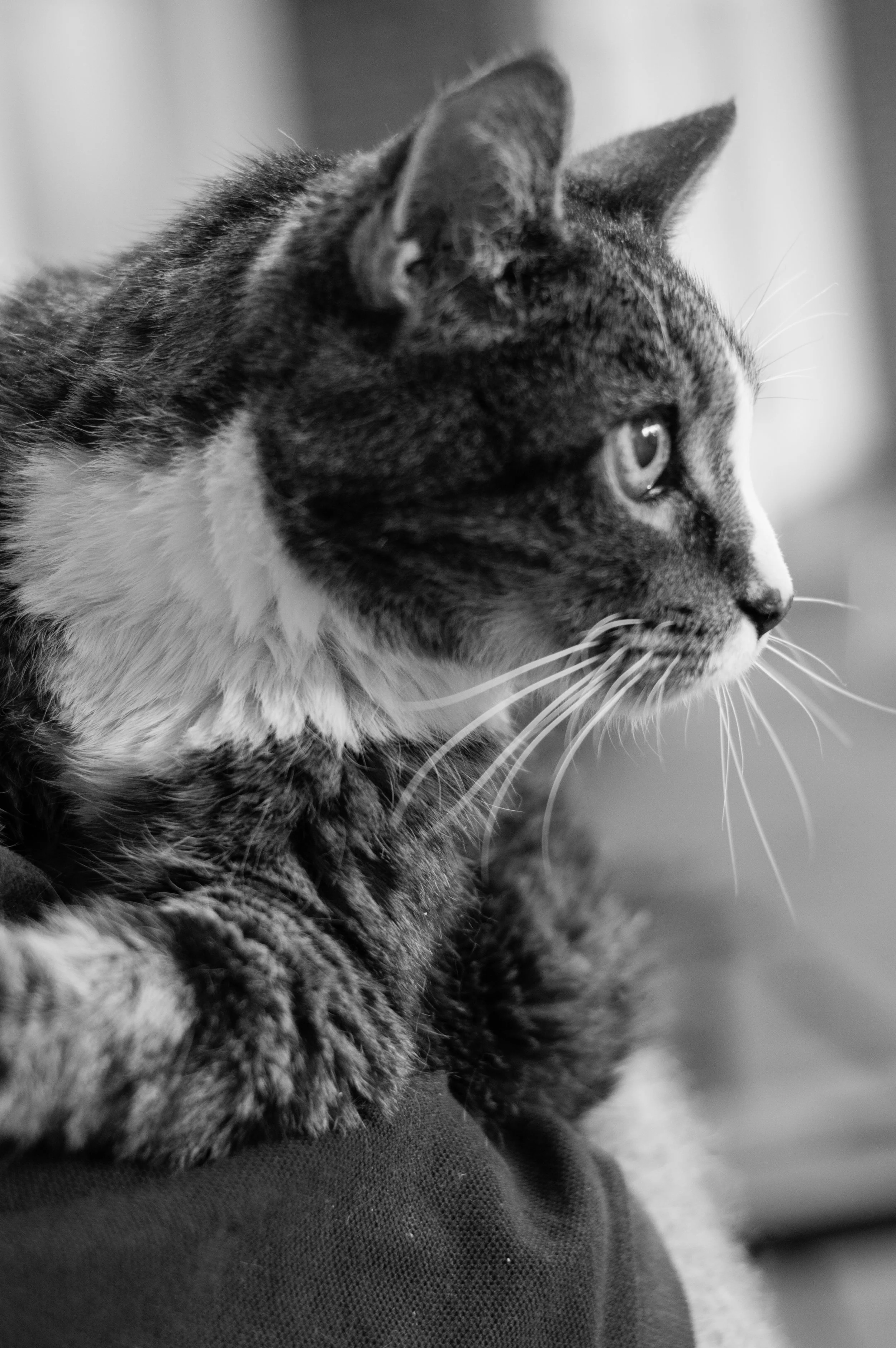 kittyBW (1 of 1).jpg