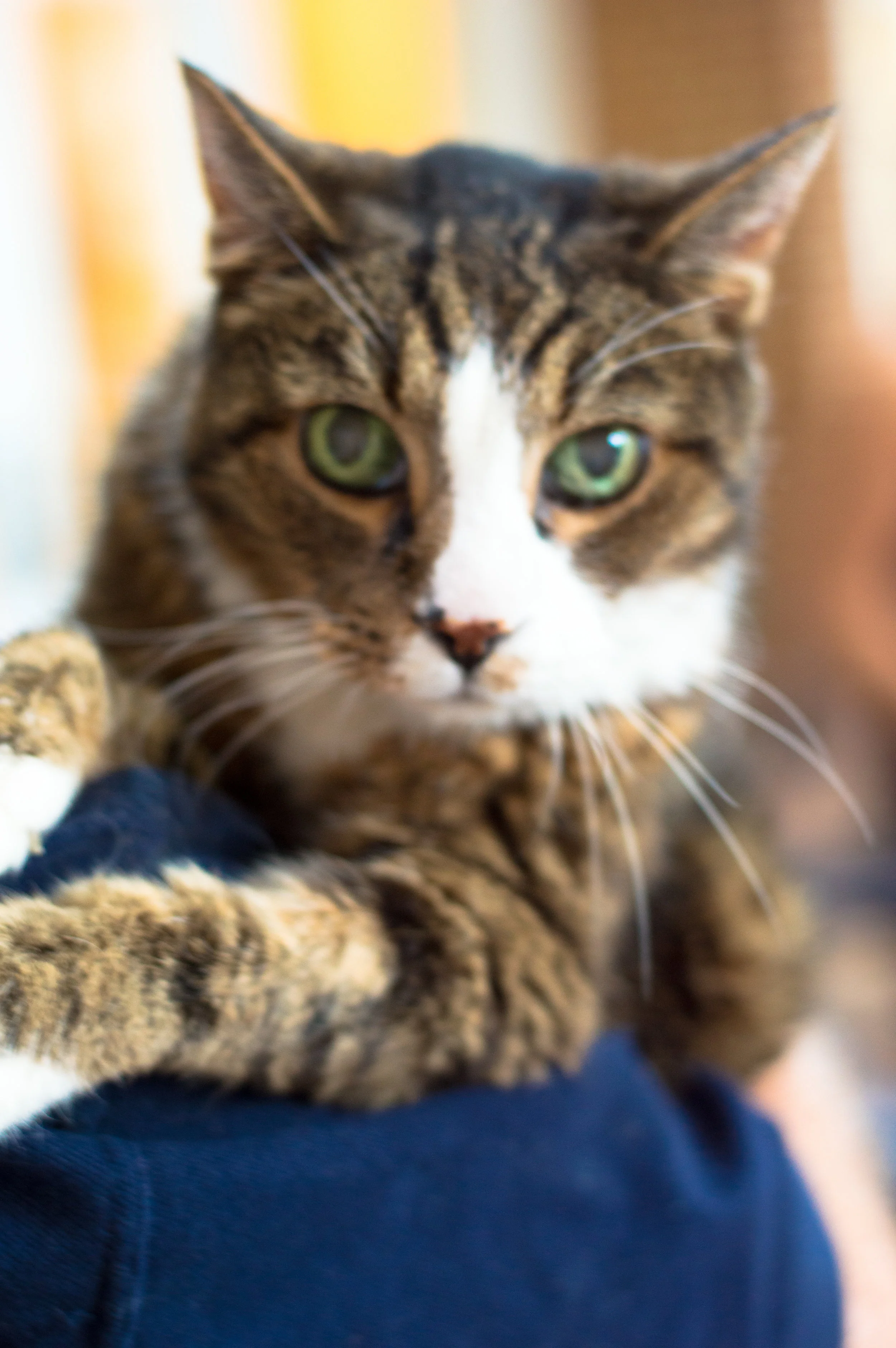 kitty1 (1 of 1).jpg