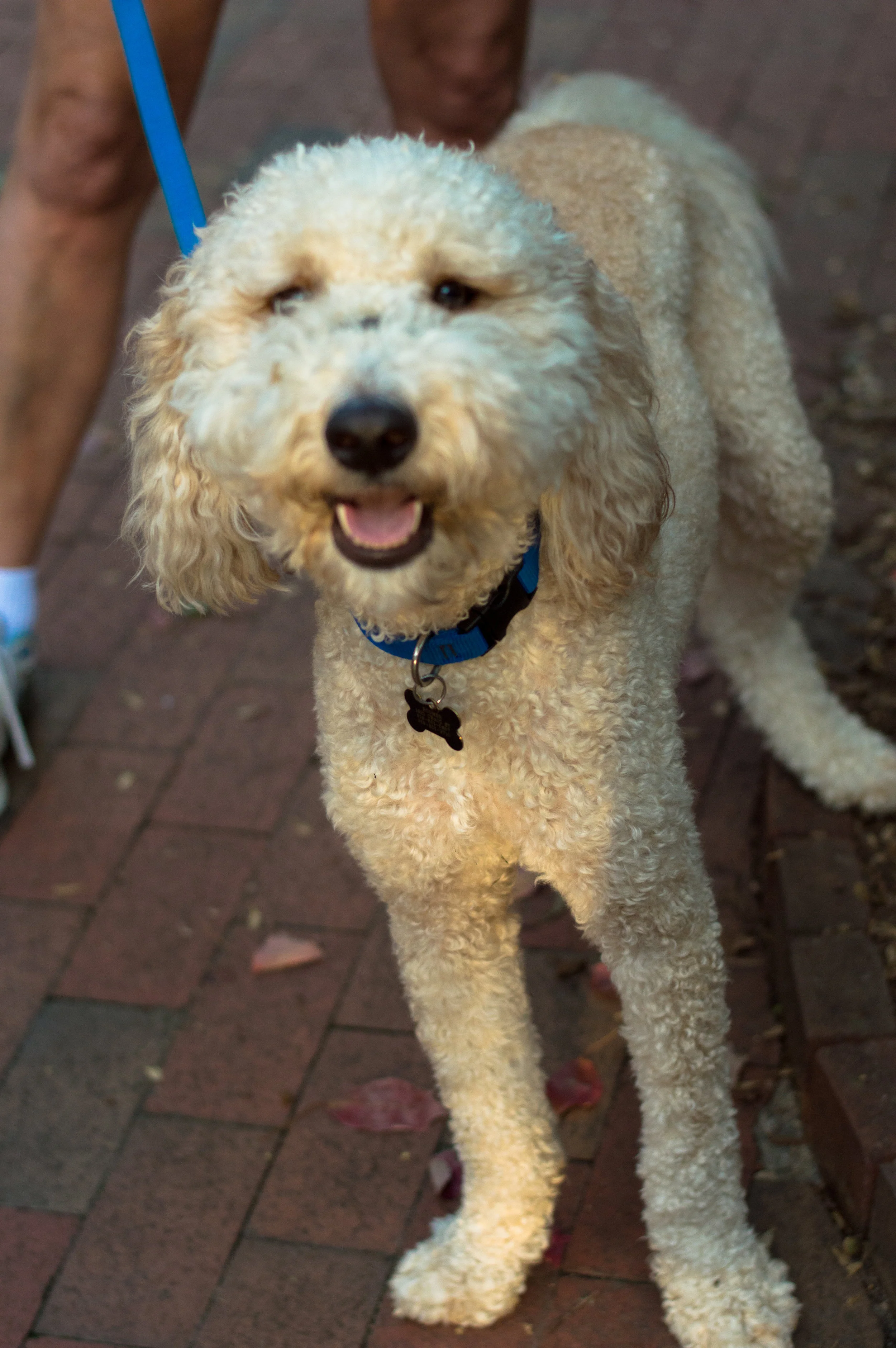 blue leash (1 of 1).jpg
