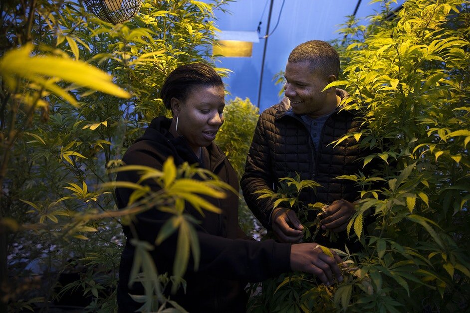 Crosscut: Black pot entrepreneurs fight for piece of Washington's very white marijuana industry