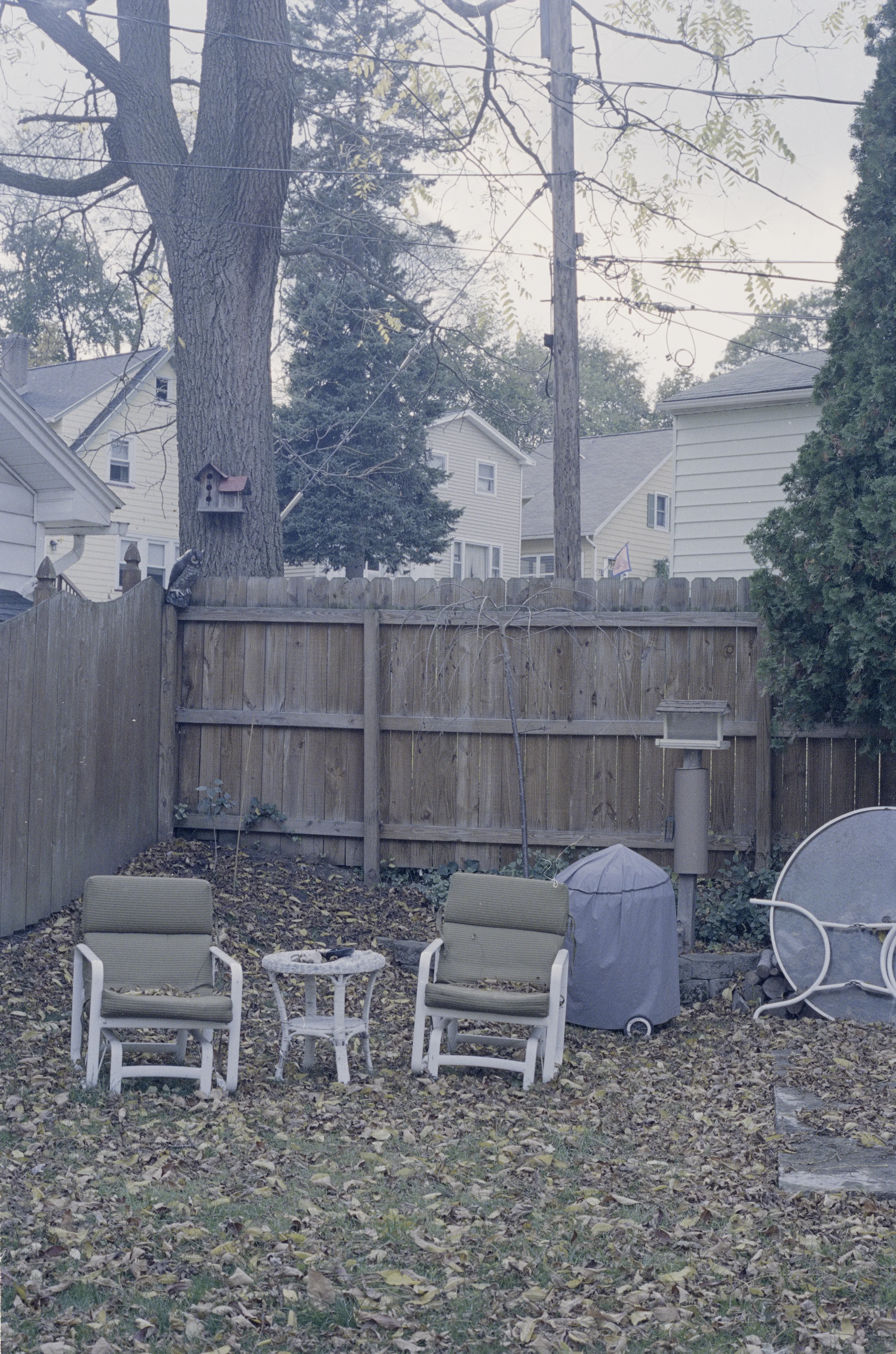 backyard.jpg