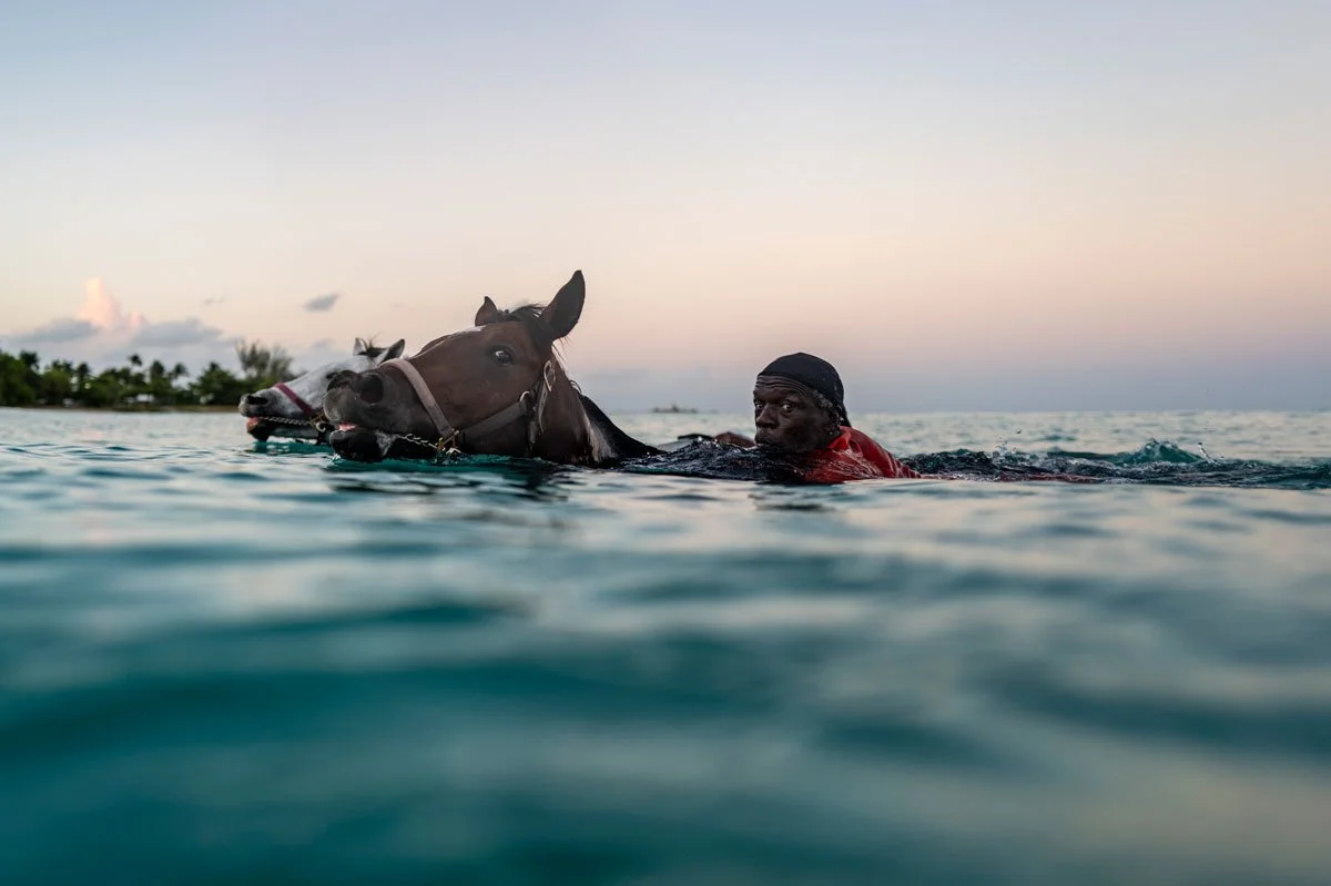 SEA-HORSES-_1.jpg