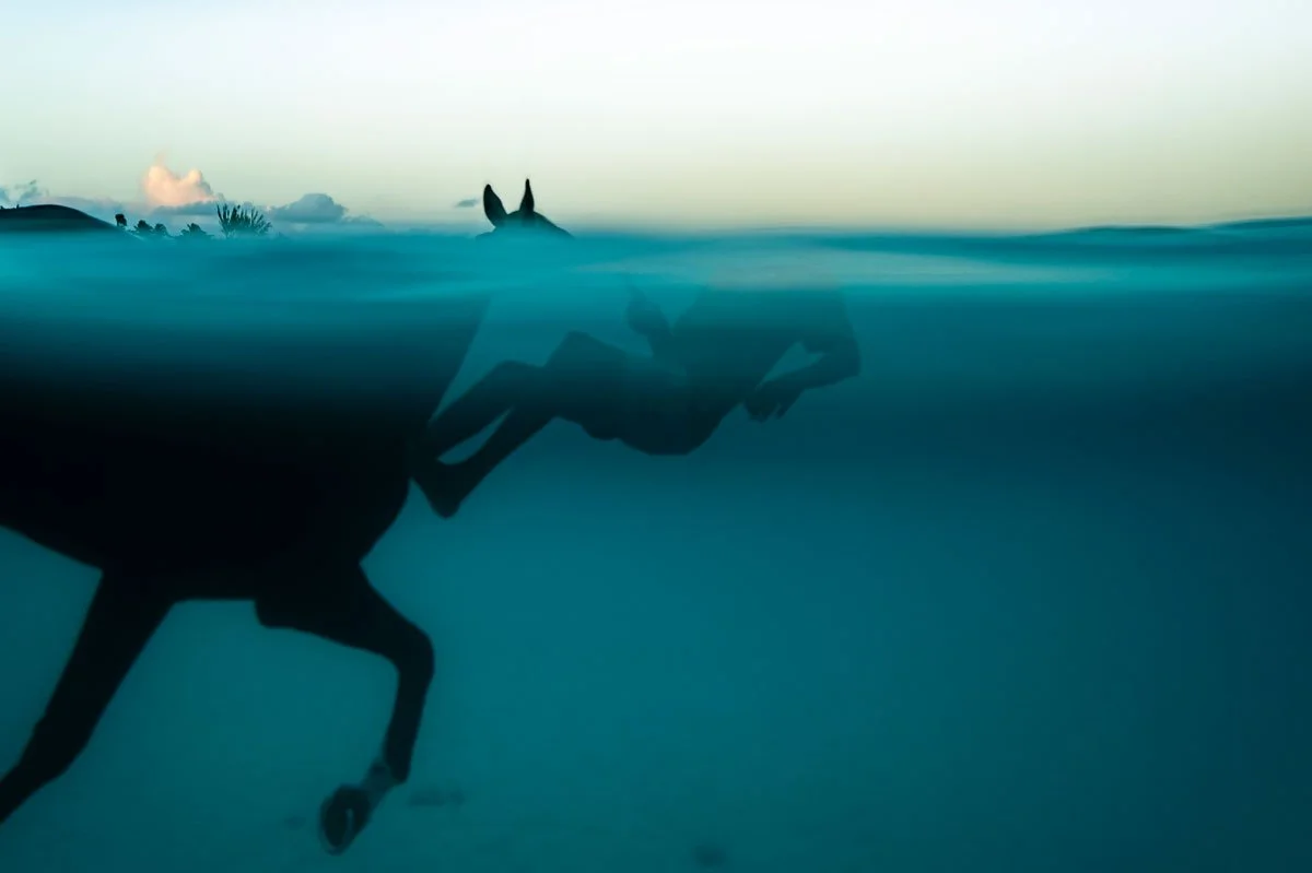SEA-HORSES-_4.jpg
