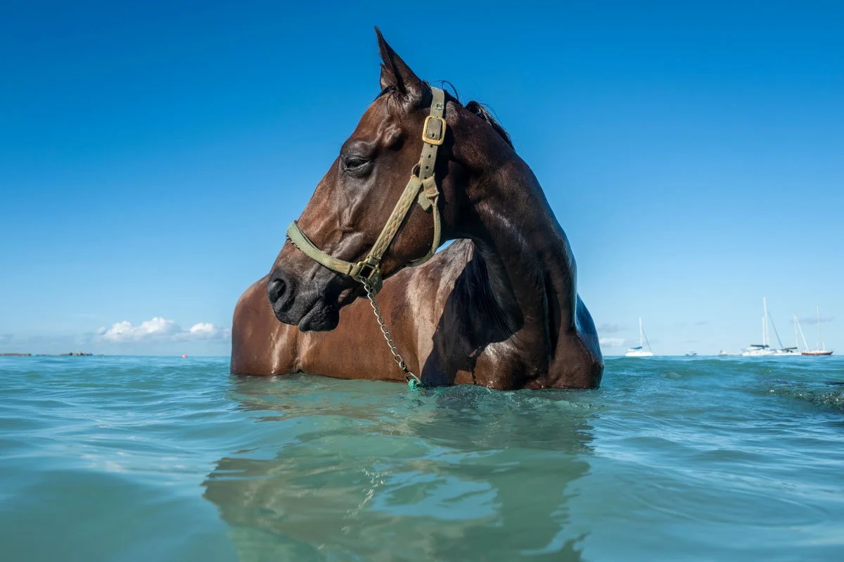 SEA-HORSES-_20.jpg