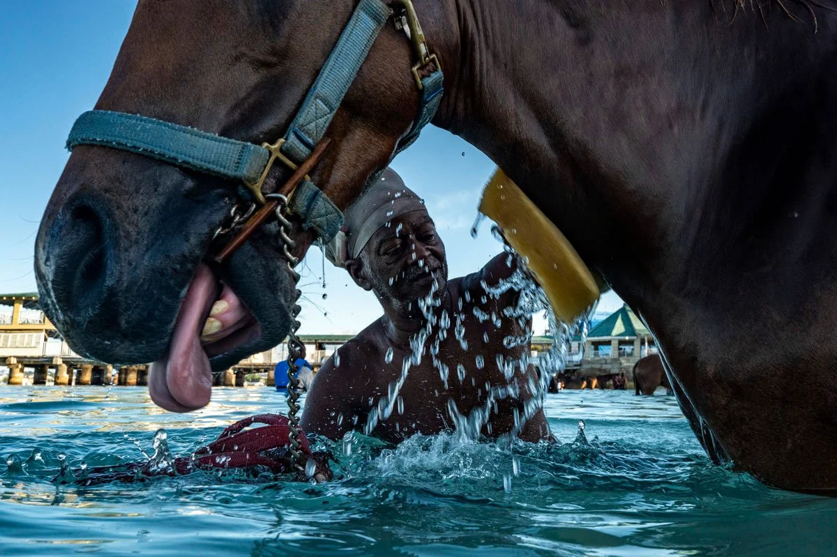 SEA-HORSES-_16.jpg
