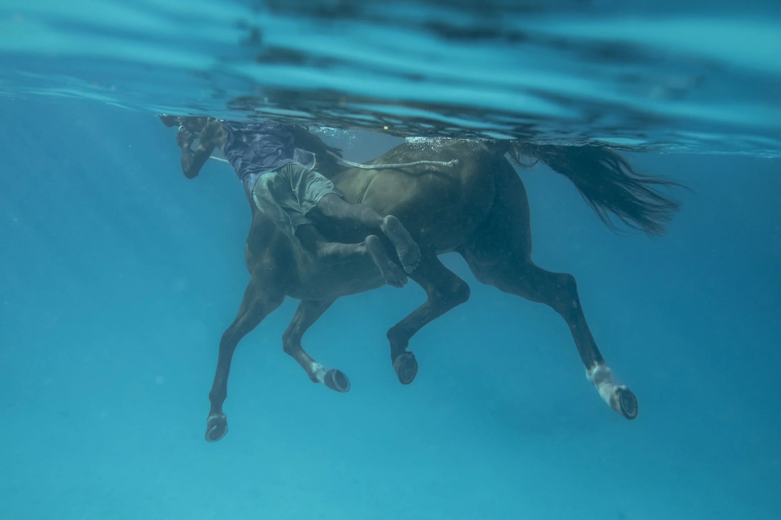 01The Sea Horse.JPG