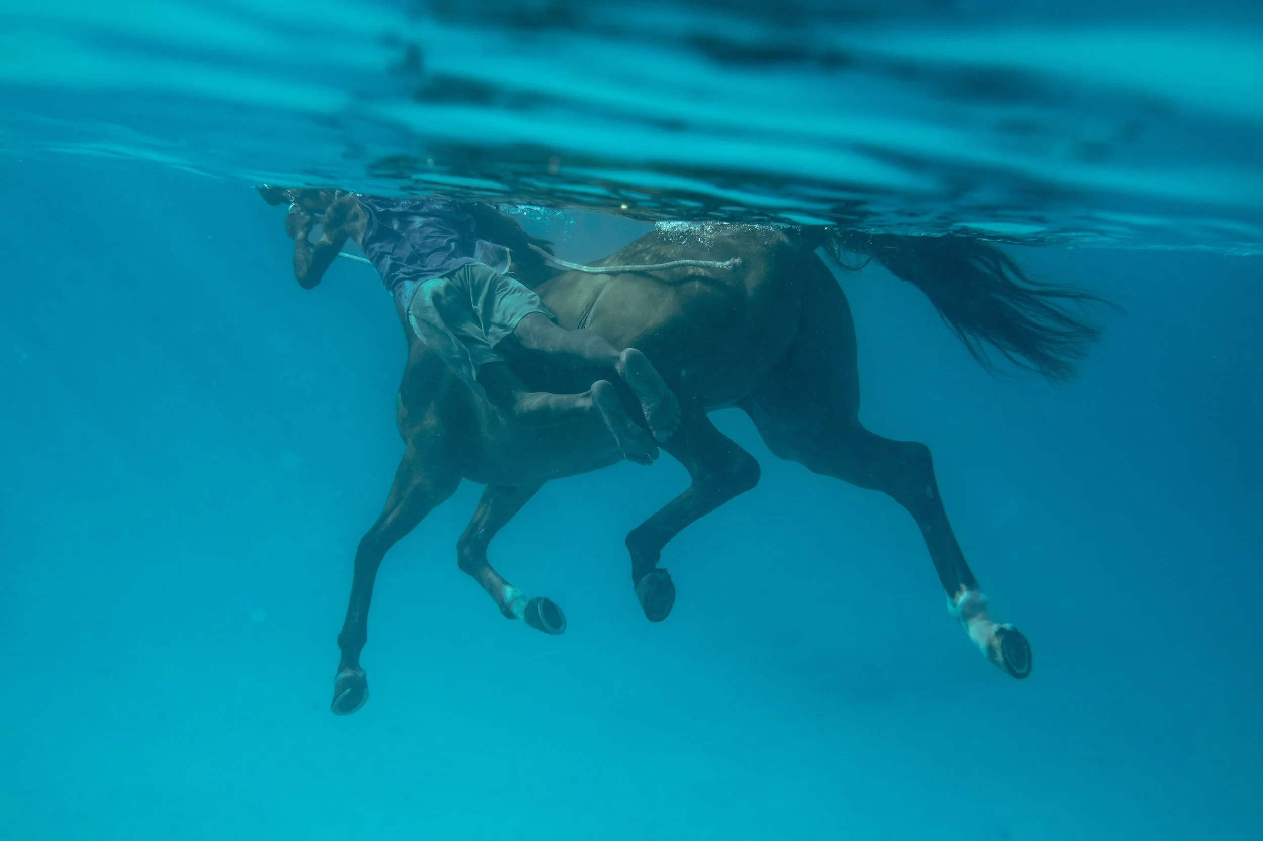 01The-Sea-HorseWEB.jpg